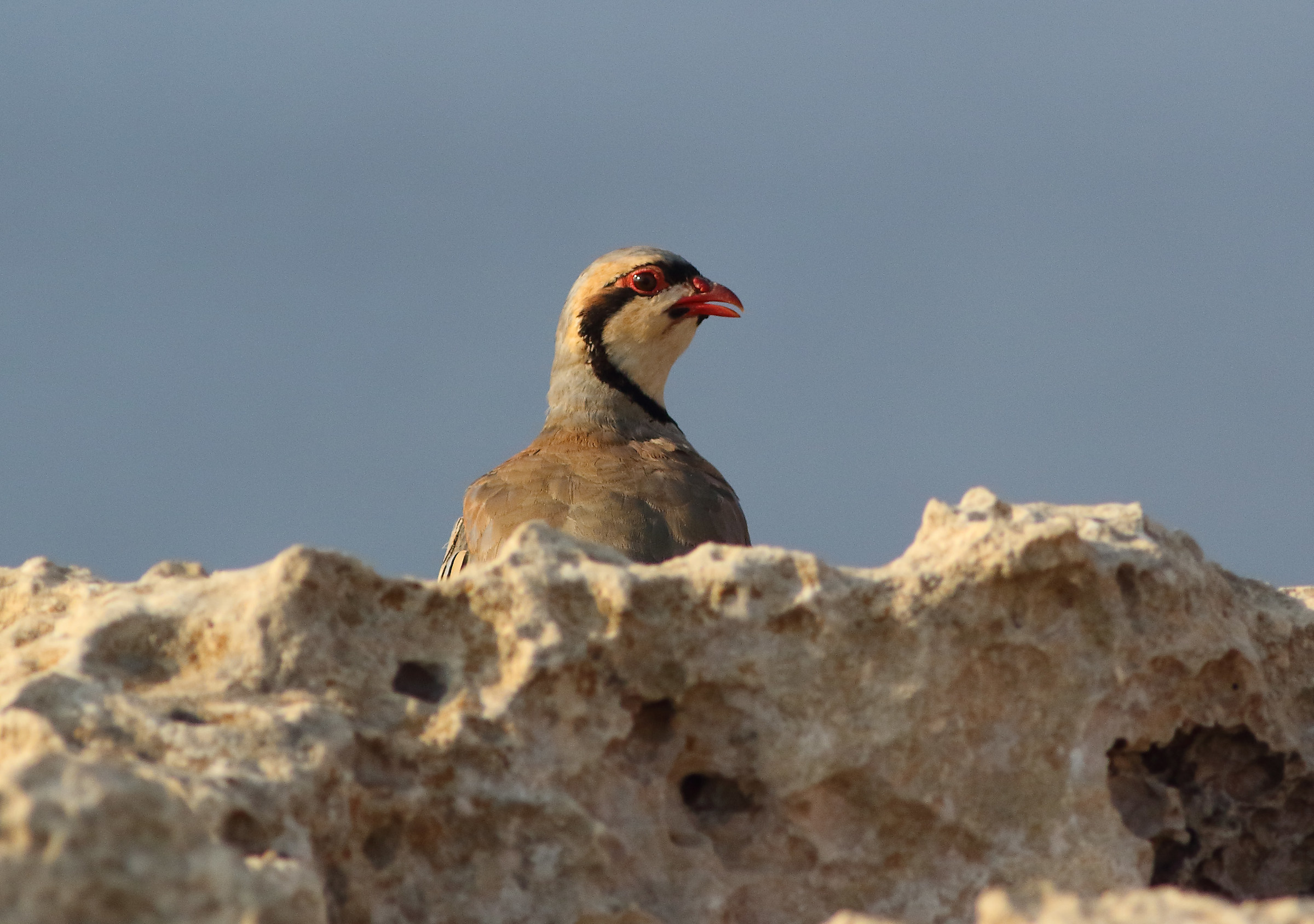 Adult Rock Partridge Male