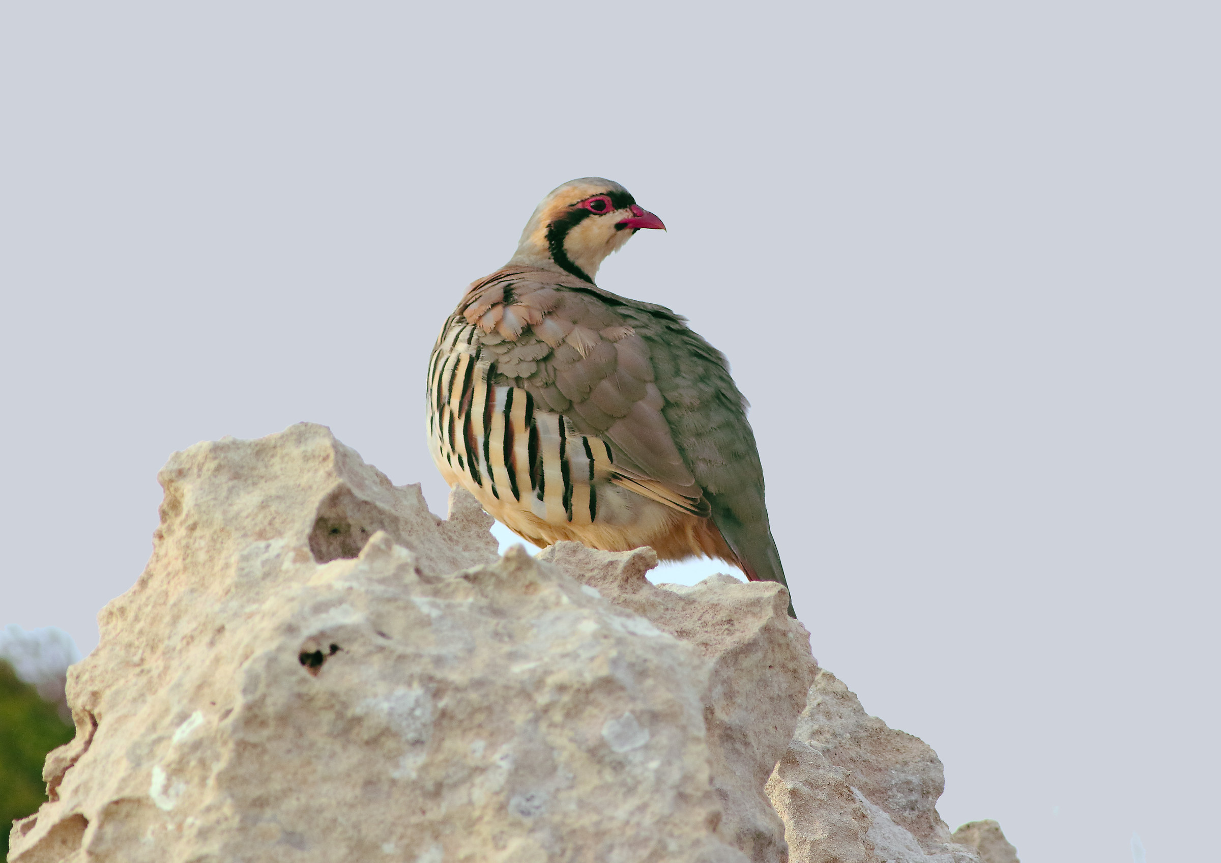 Chukar adult male