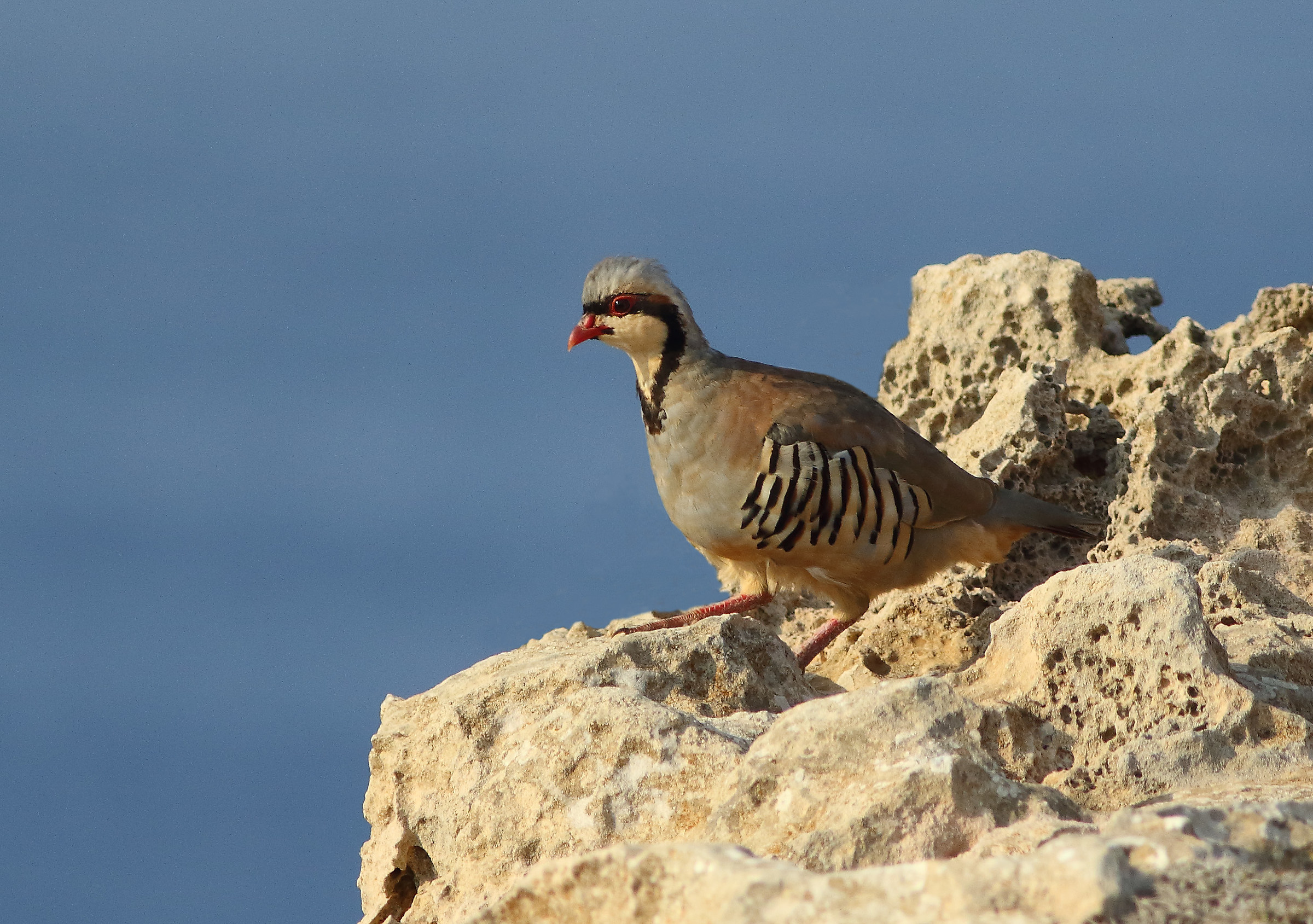 Coturnice sulle rocce in riva al mare