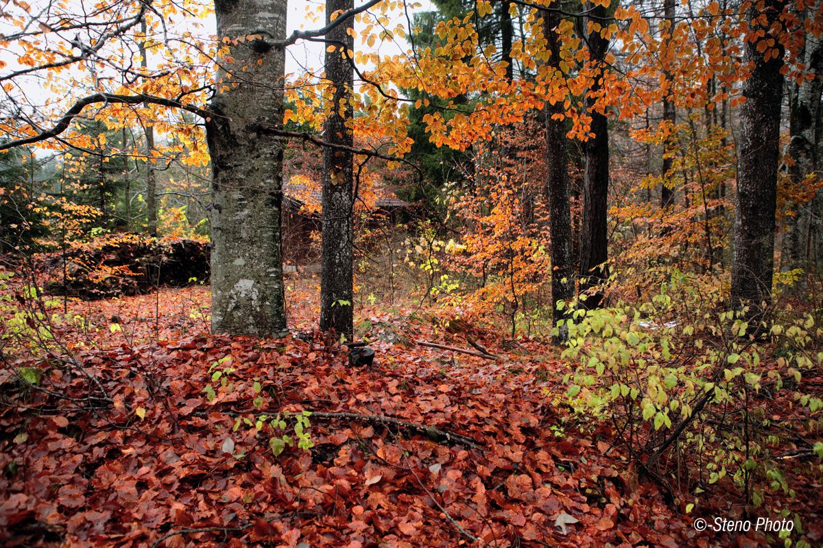 Autunno in Val Sella