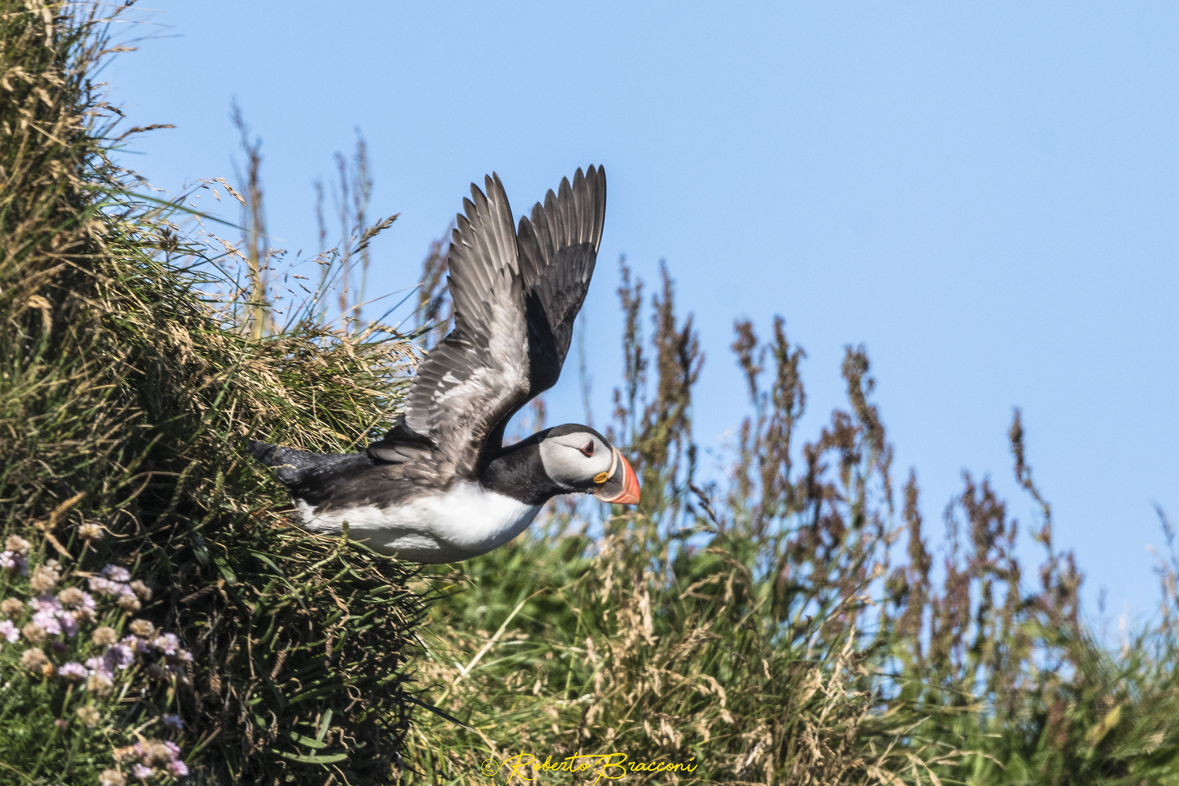 Puffin of the Sea