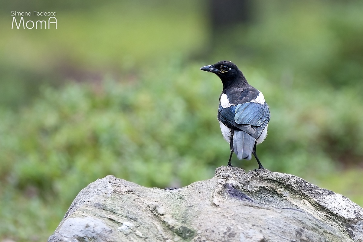 Blueberry - Pica Pica