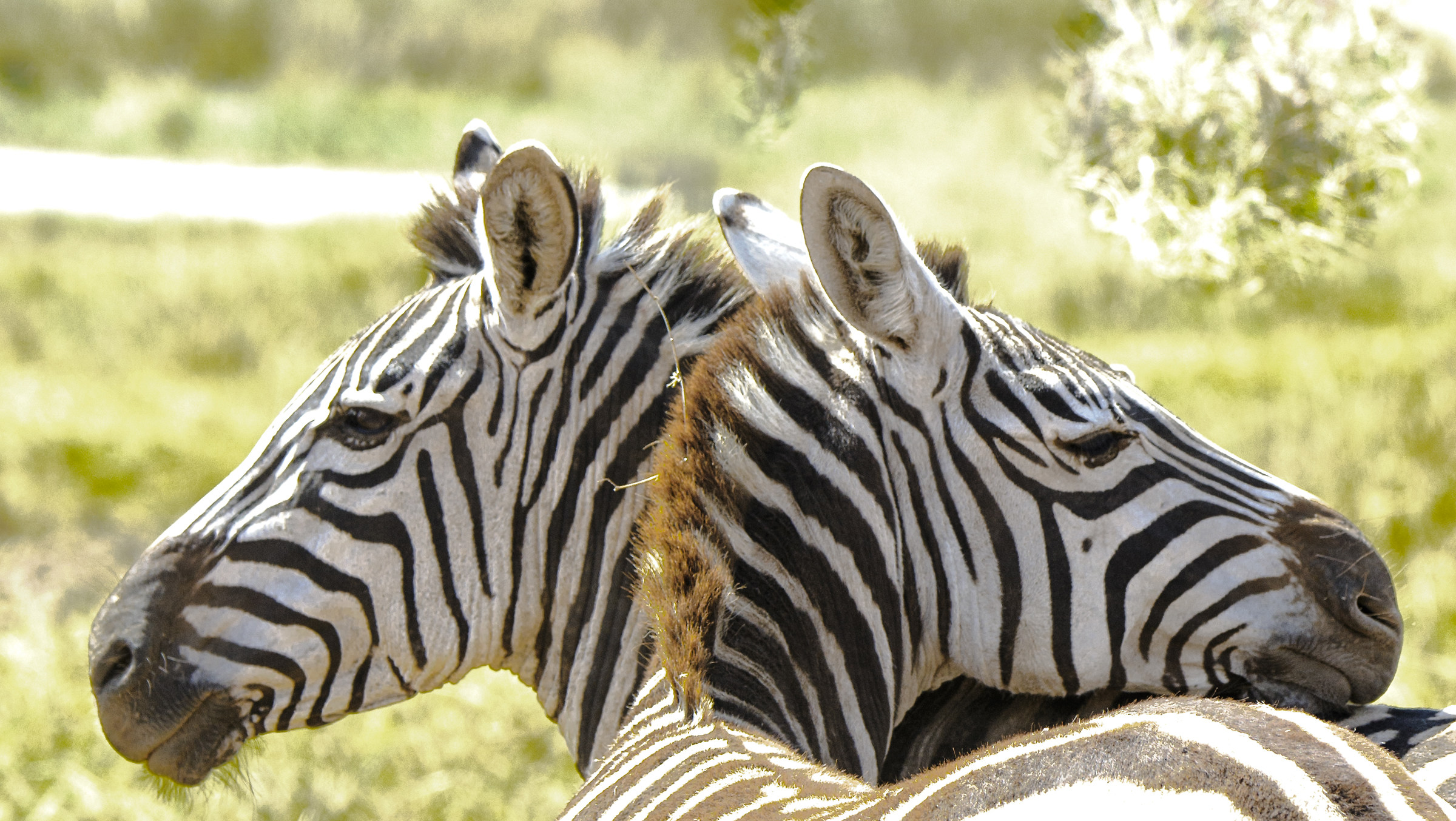 ...vicini vicini...Cratere Ngorongoro