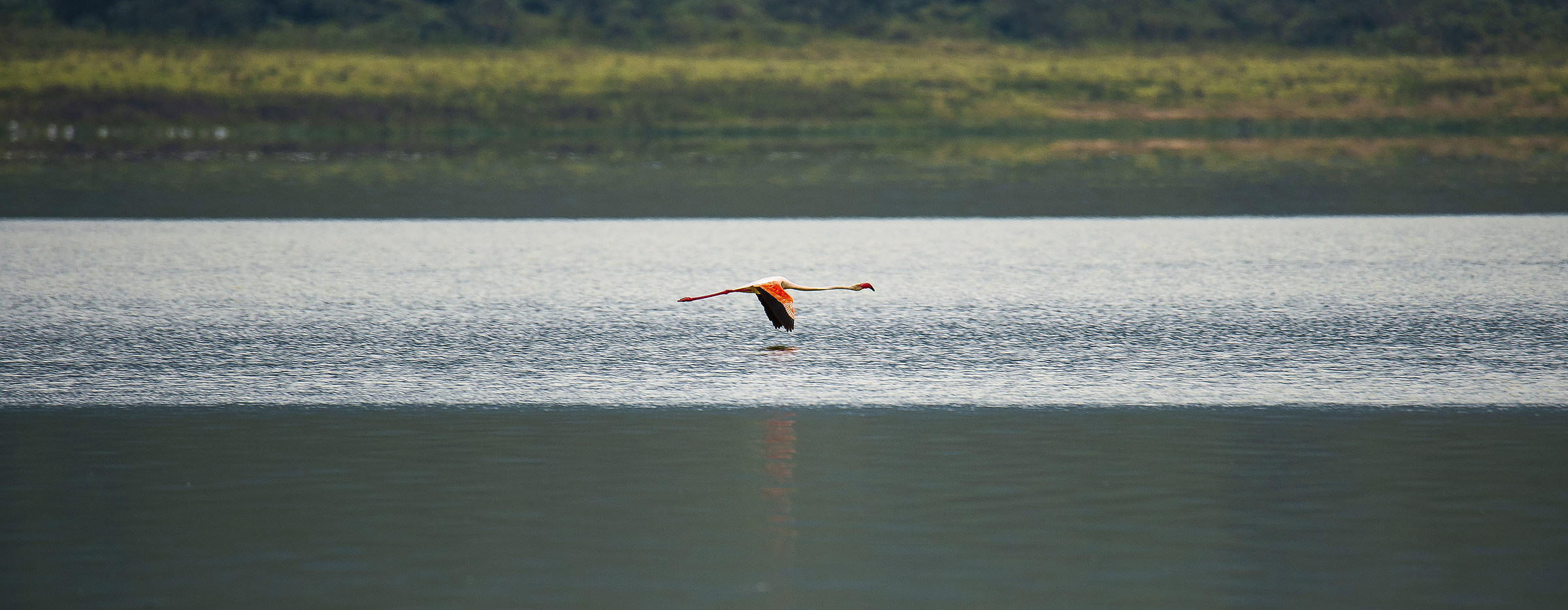 ... Pink Flamingos... Empakai Crater
