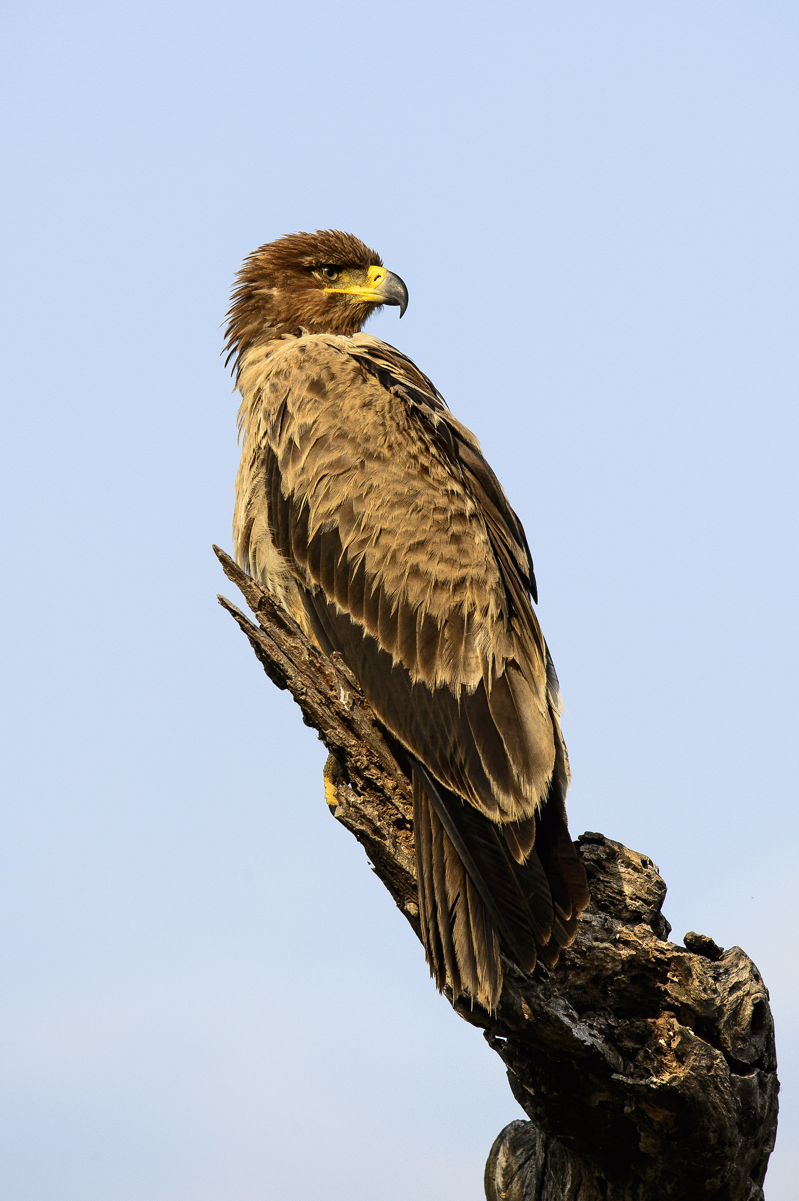 Fulva Eagle... Tarangire National Park
