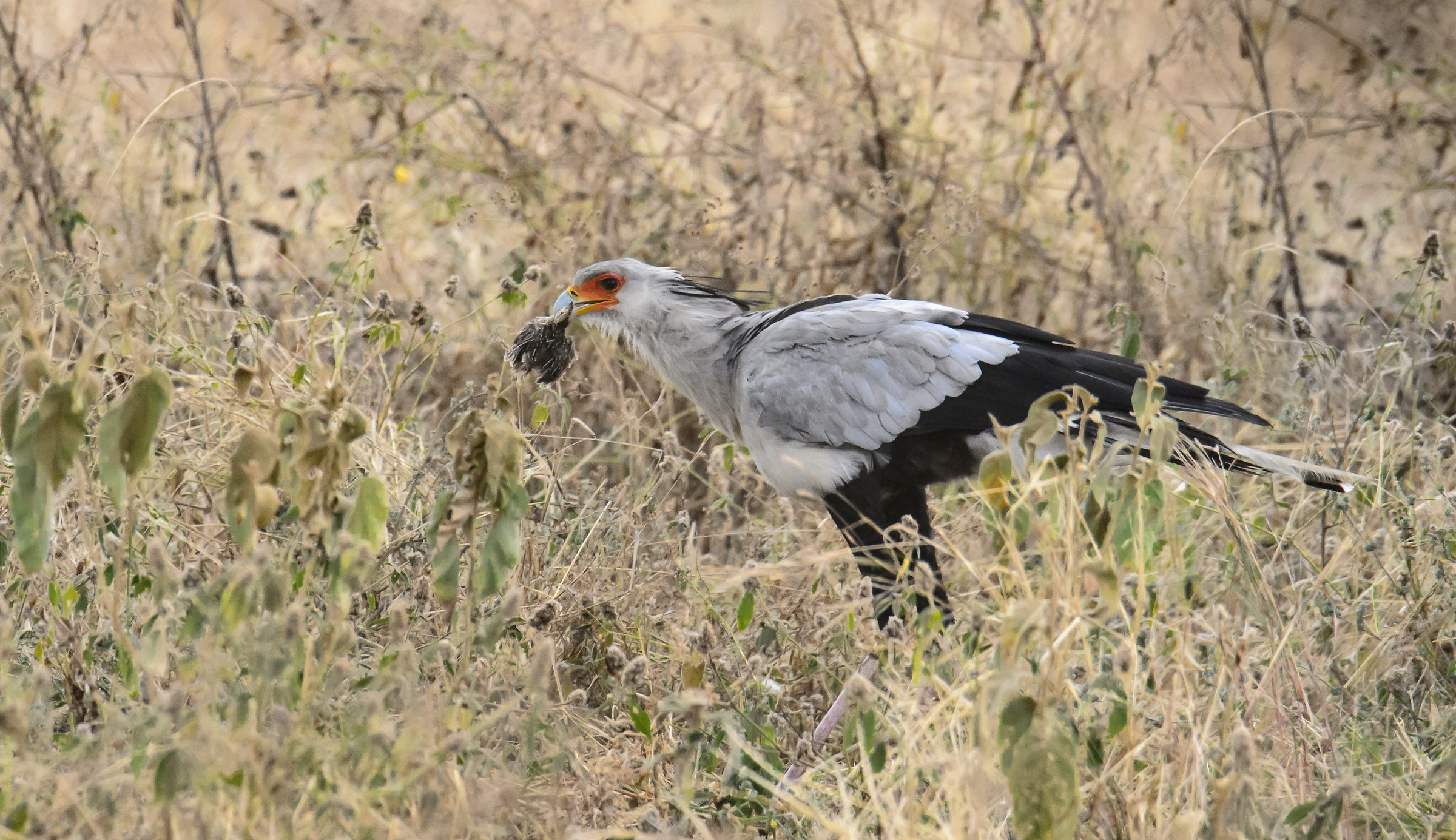 Serpentario with Prey.... Ngorongoro