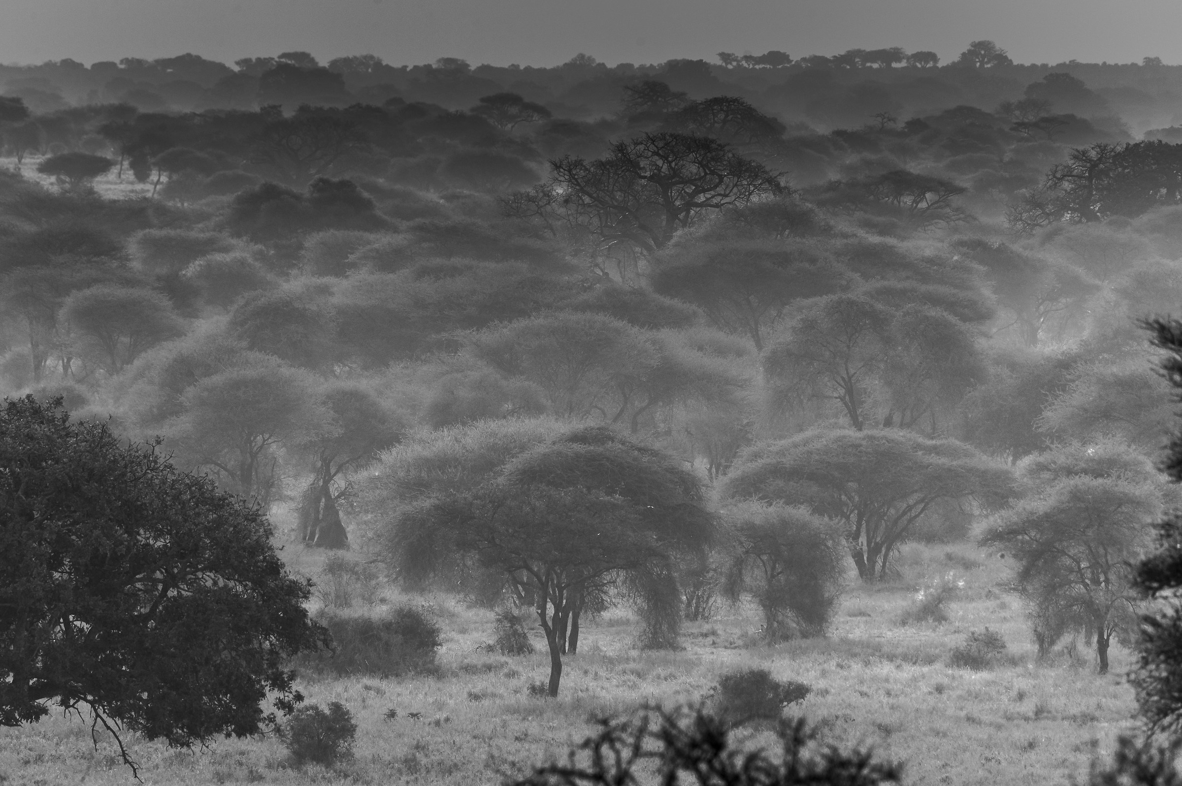 Tarangire national park