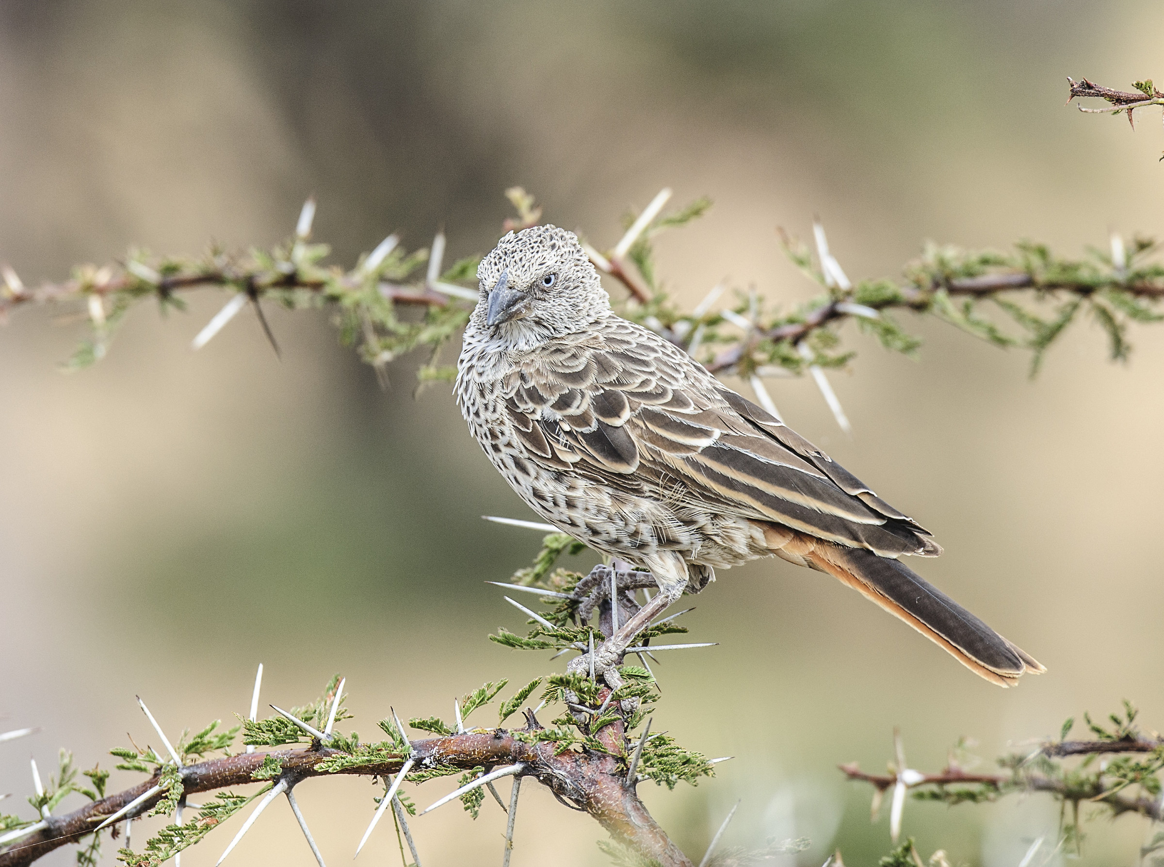 Codarossiccia Weaver