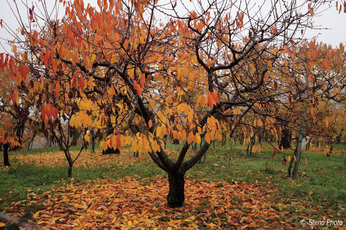 Autunno a Castegnero