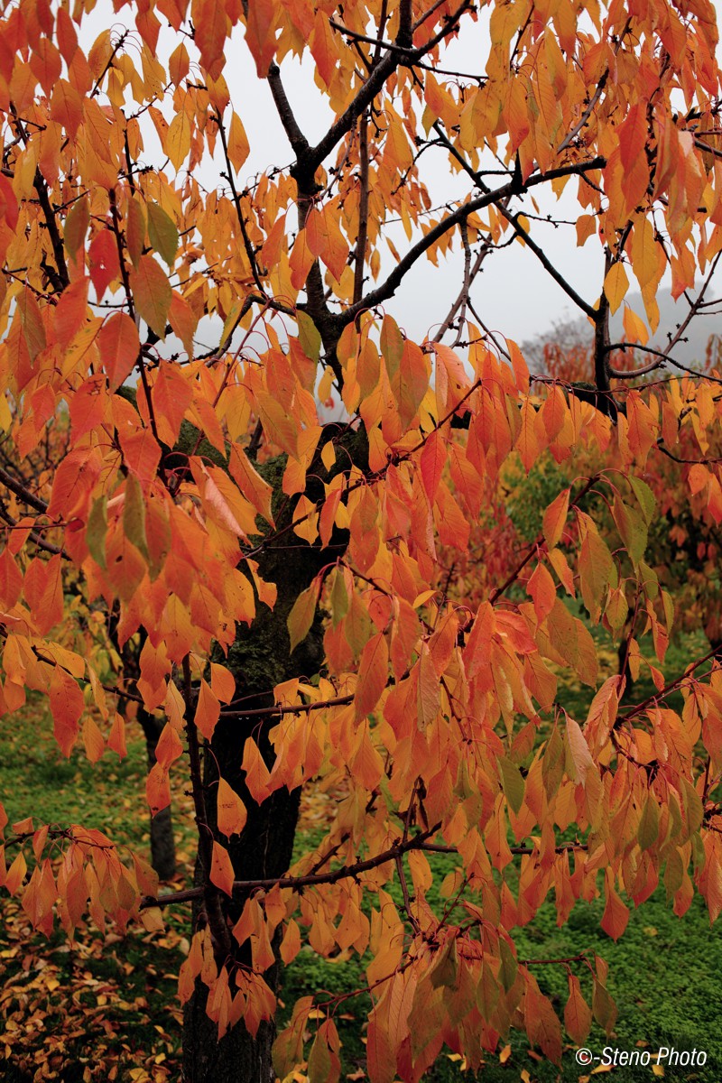 Autunno a Castegnero