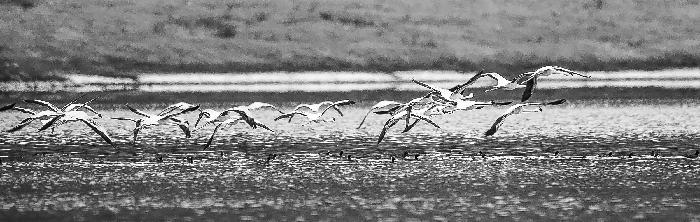 Herons... Empakai crater