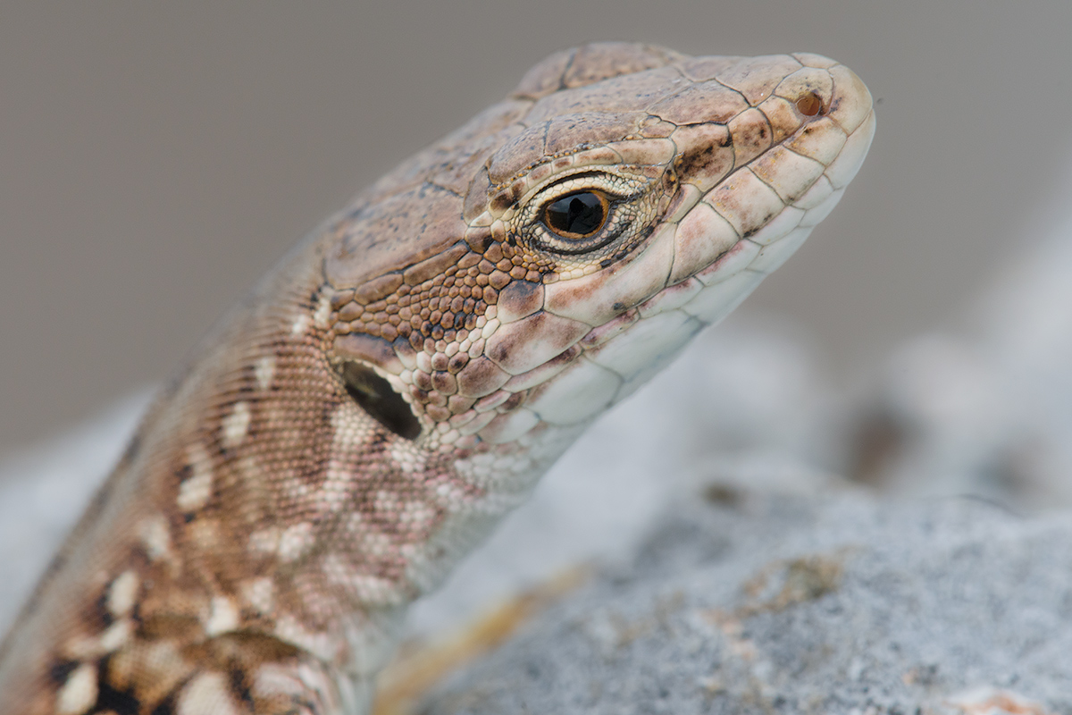 Sguardo da rettile (2)