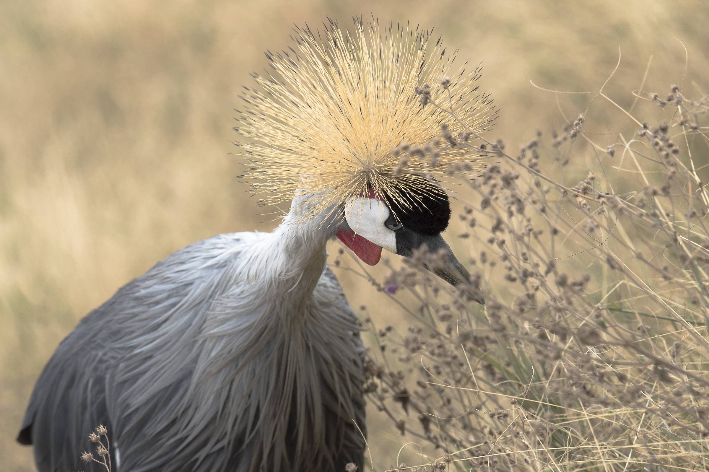 Crowned Crane