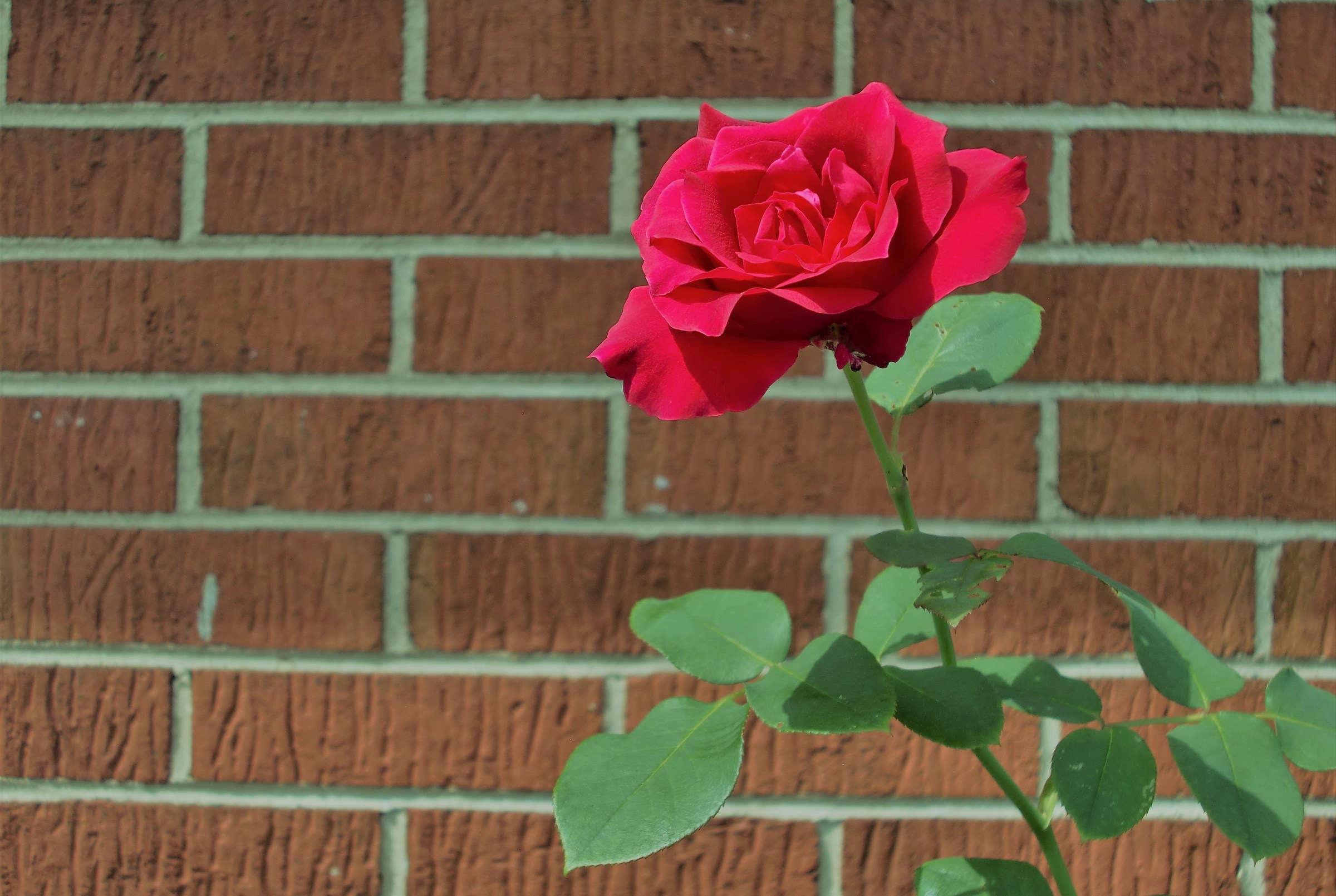 The Truth is a Beautiful Thing