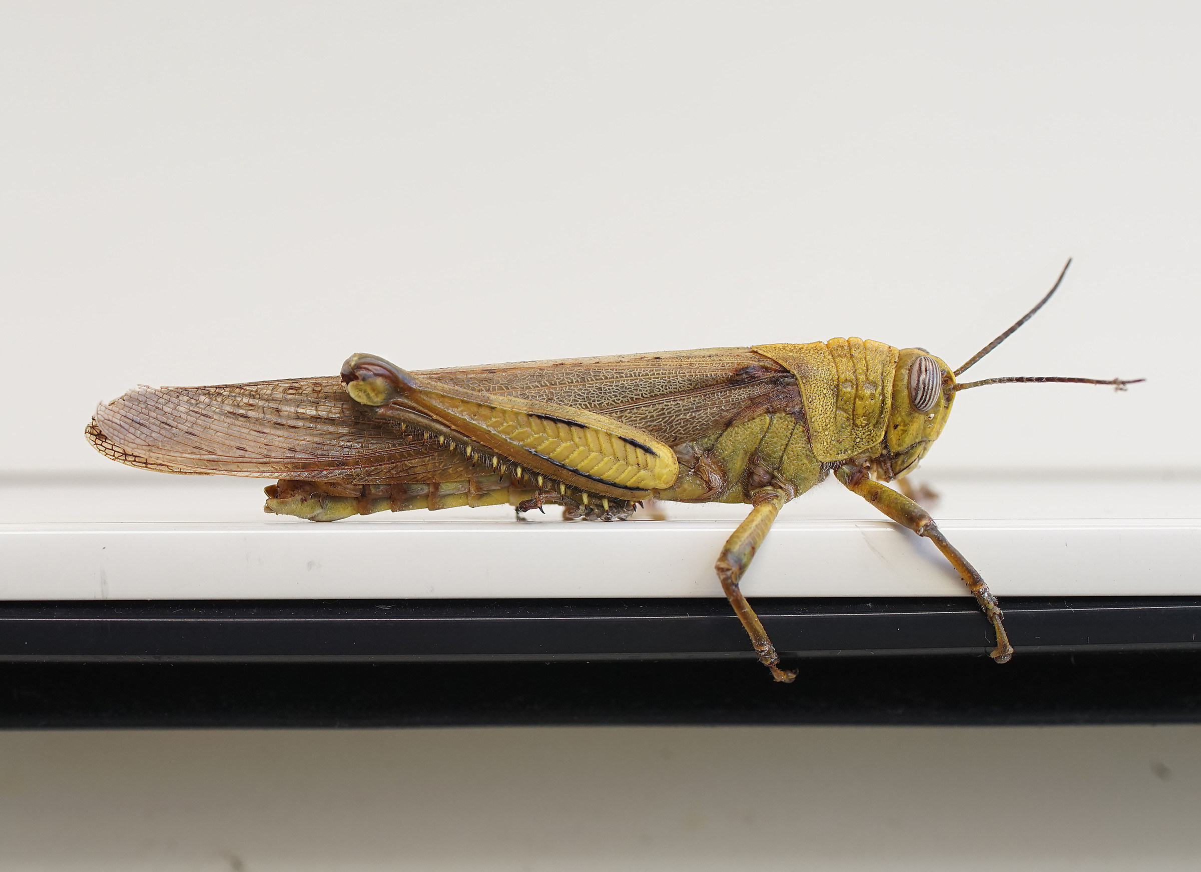 Anacridium Aegyptium