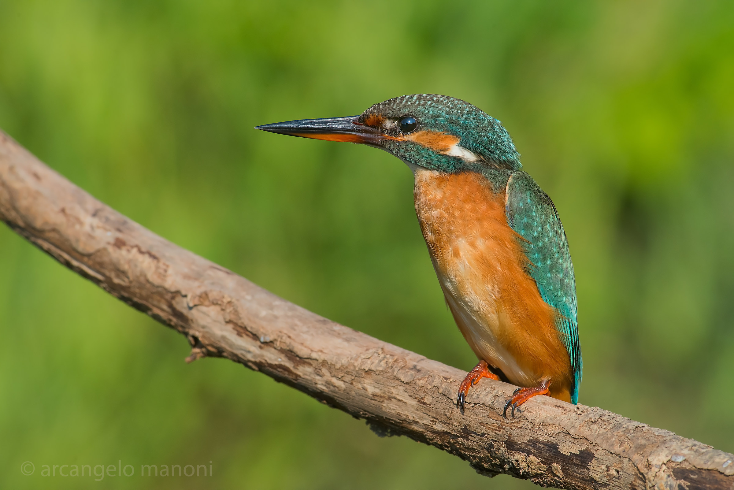 My Shed in your eyes