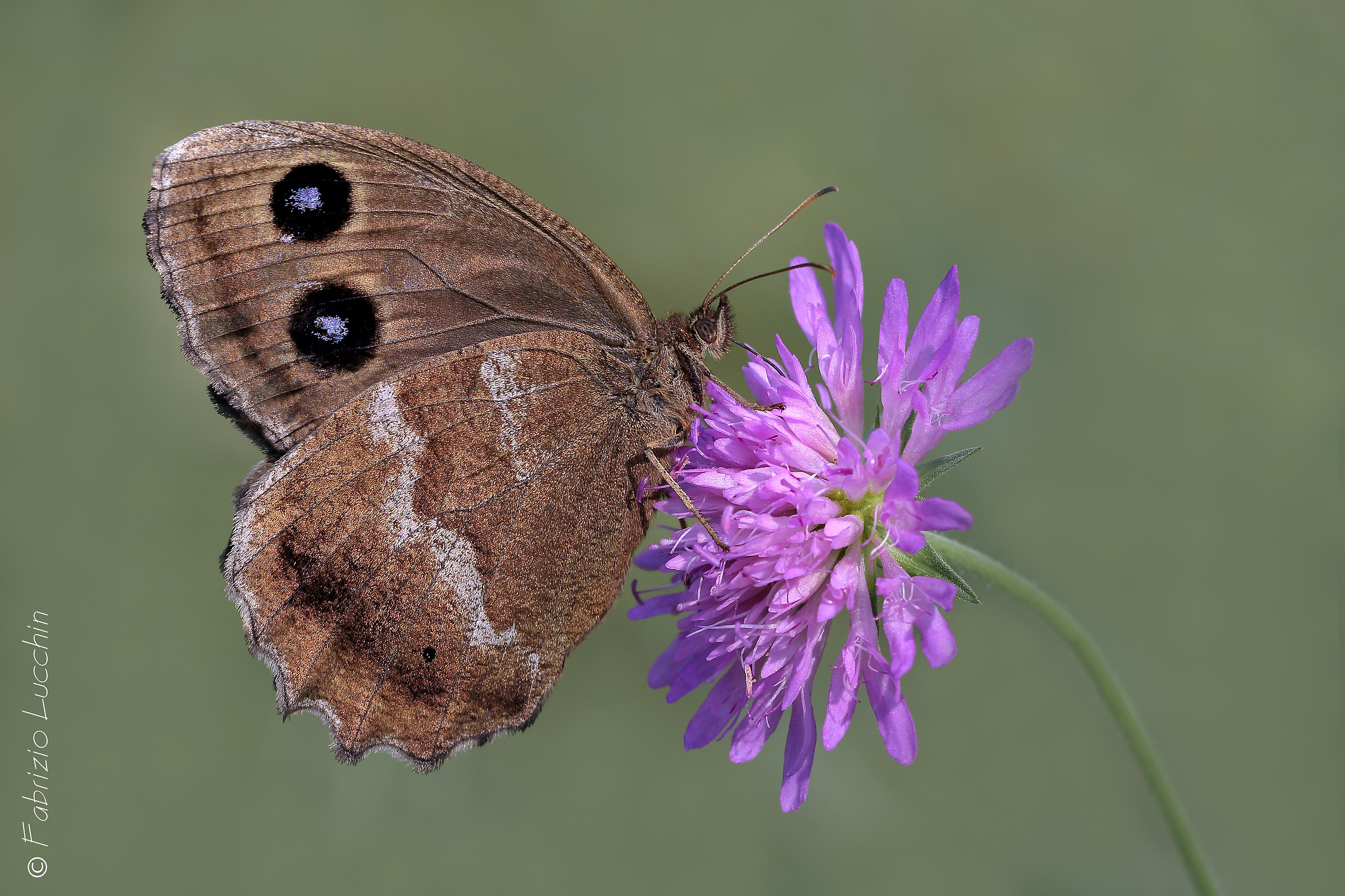 Minois dryas  (esemplare femmina)