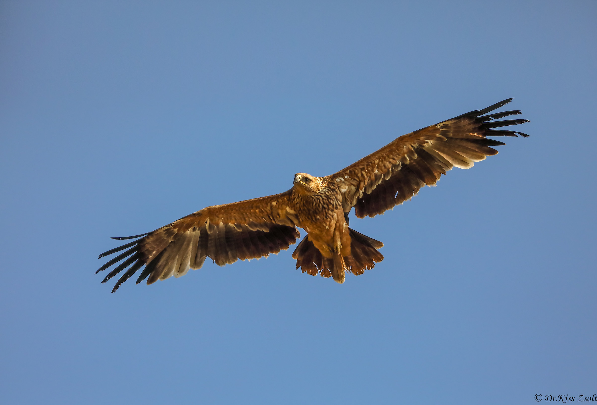 Aquila imperiale giovanile