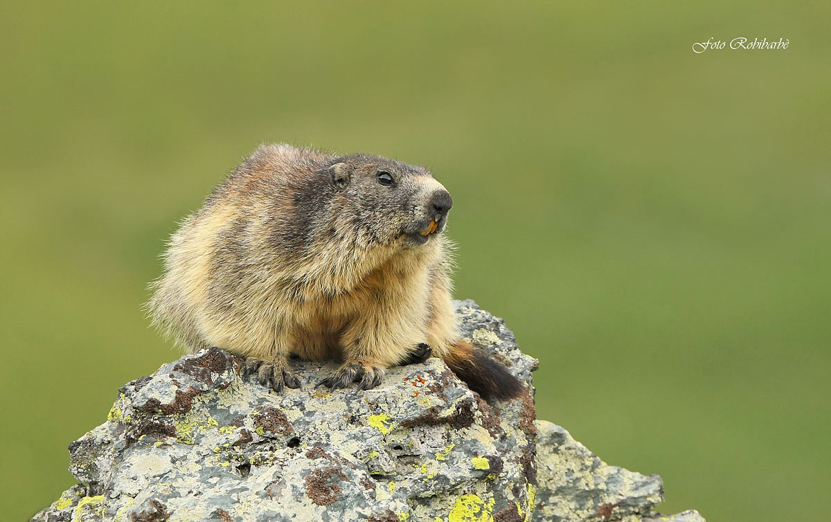 Marmot...