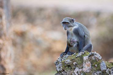 Cercopithecus albogularis