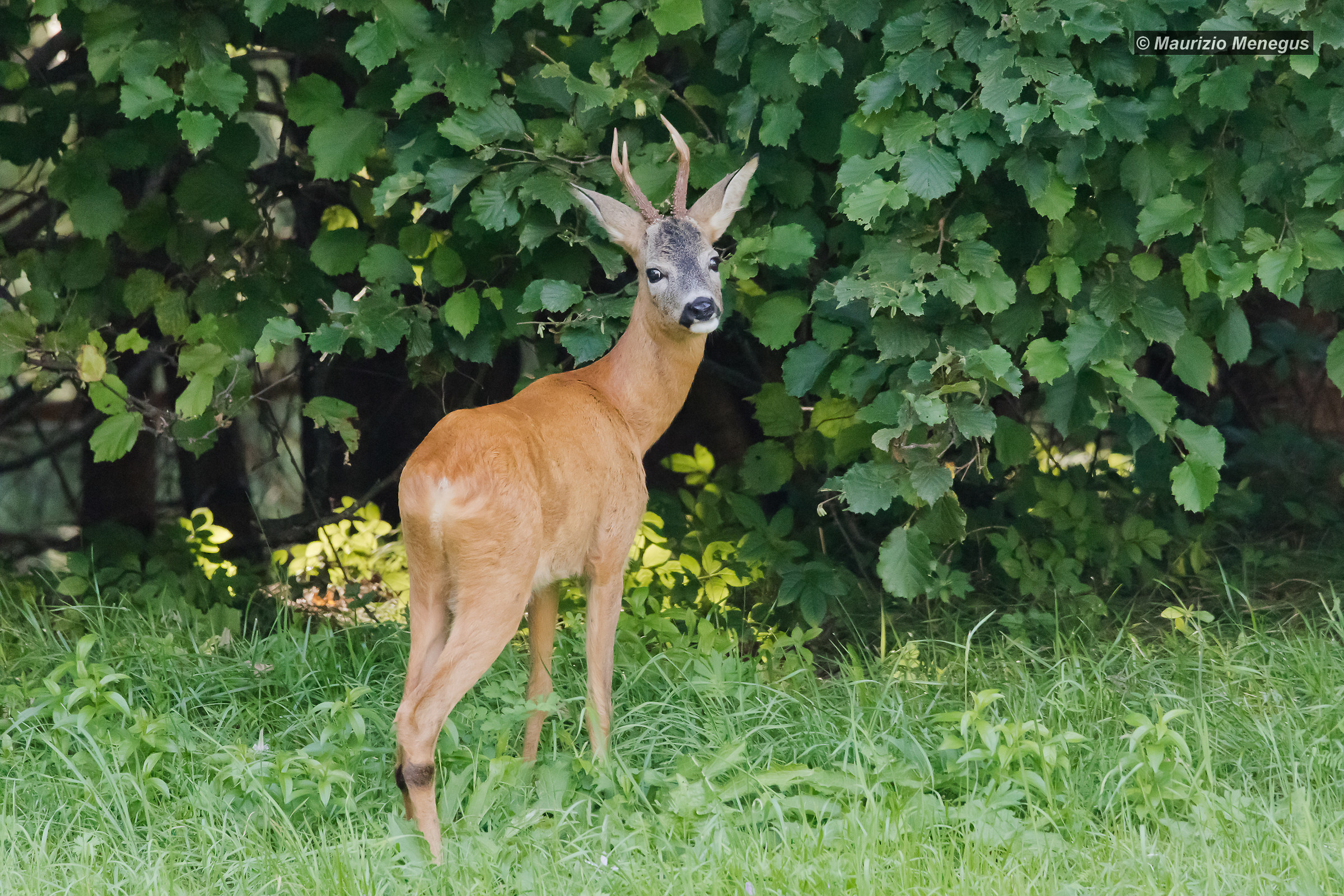 Capriolo male 29/08/2018