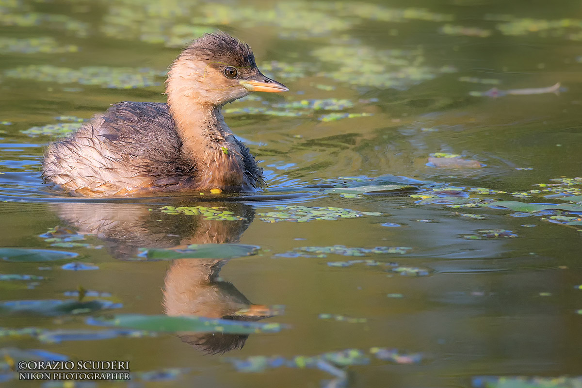 Tachybaptus ruficollis