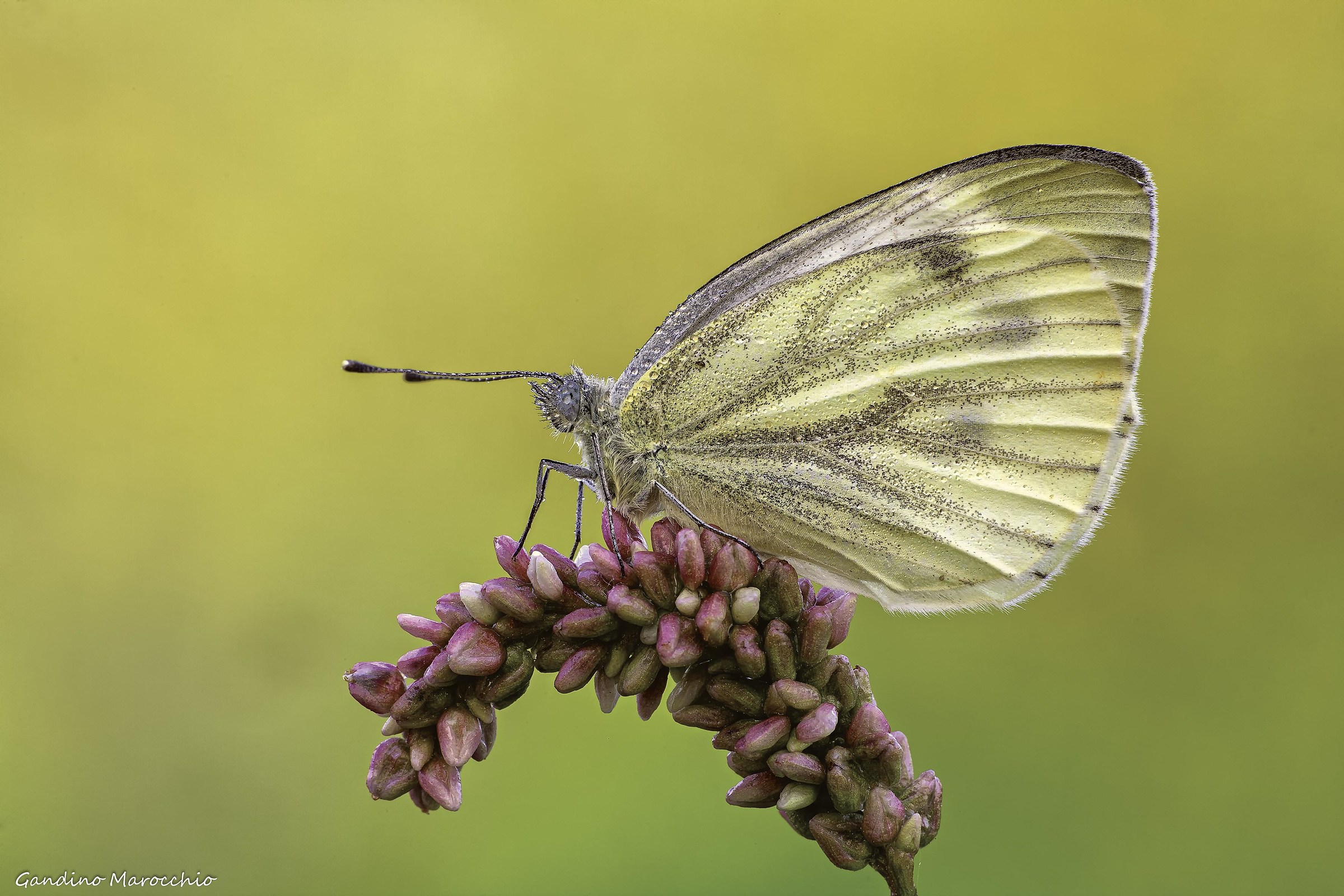 Pieris Bryoniae