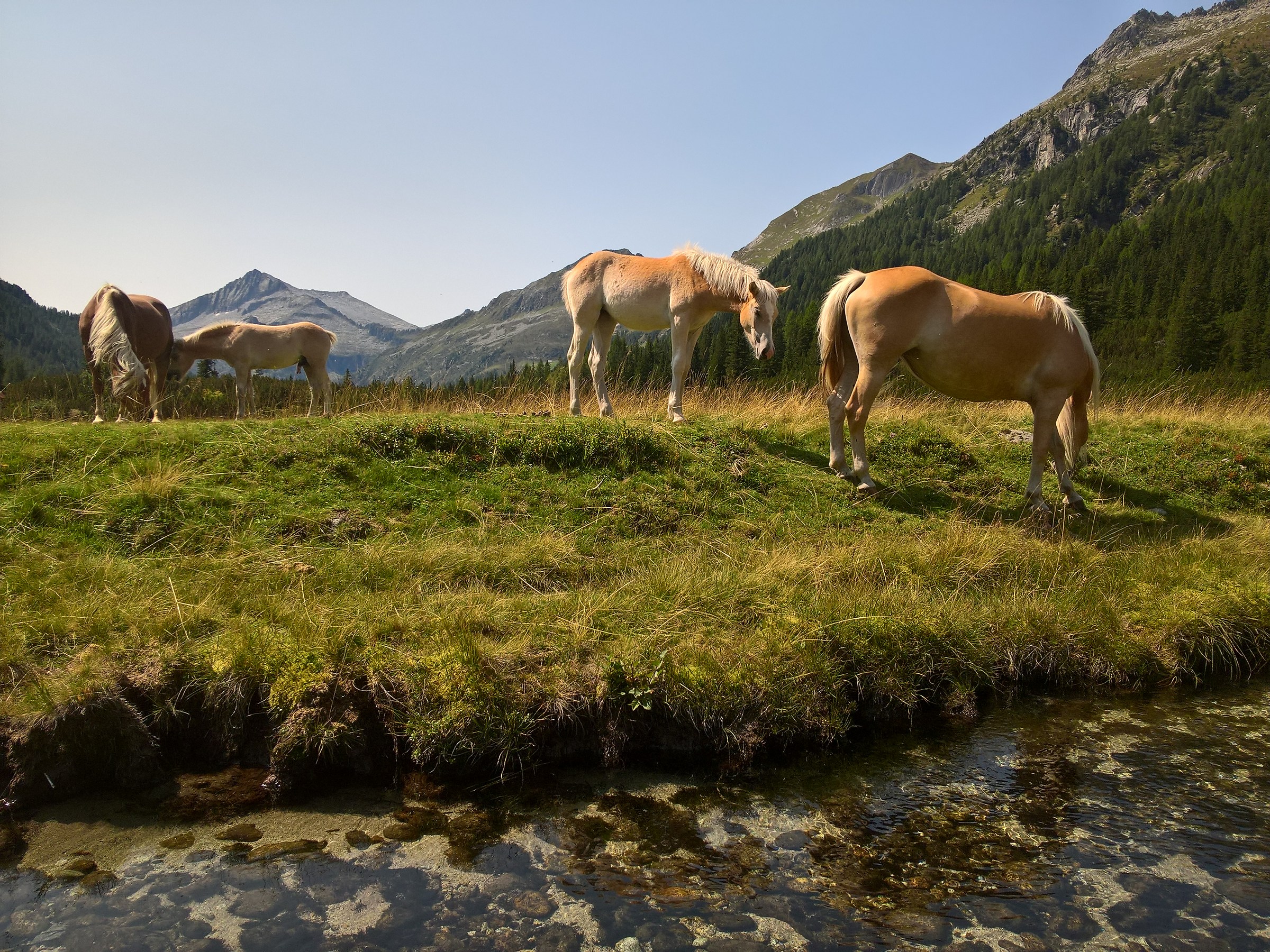 Grazing in the smoke Valley-TN