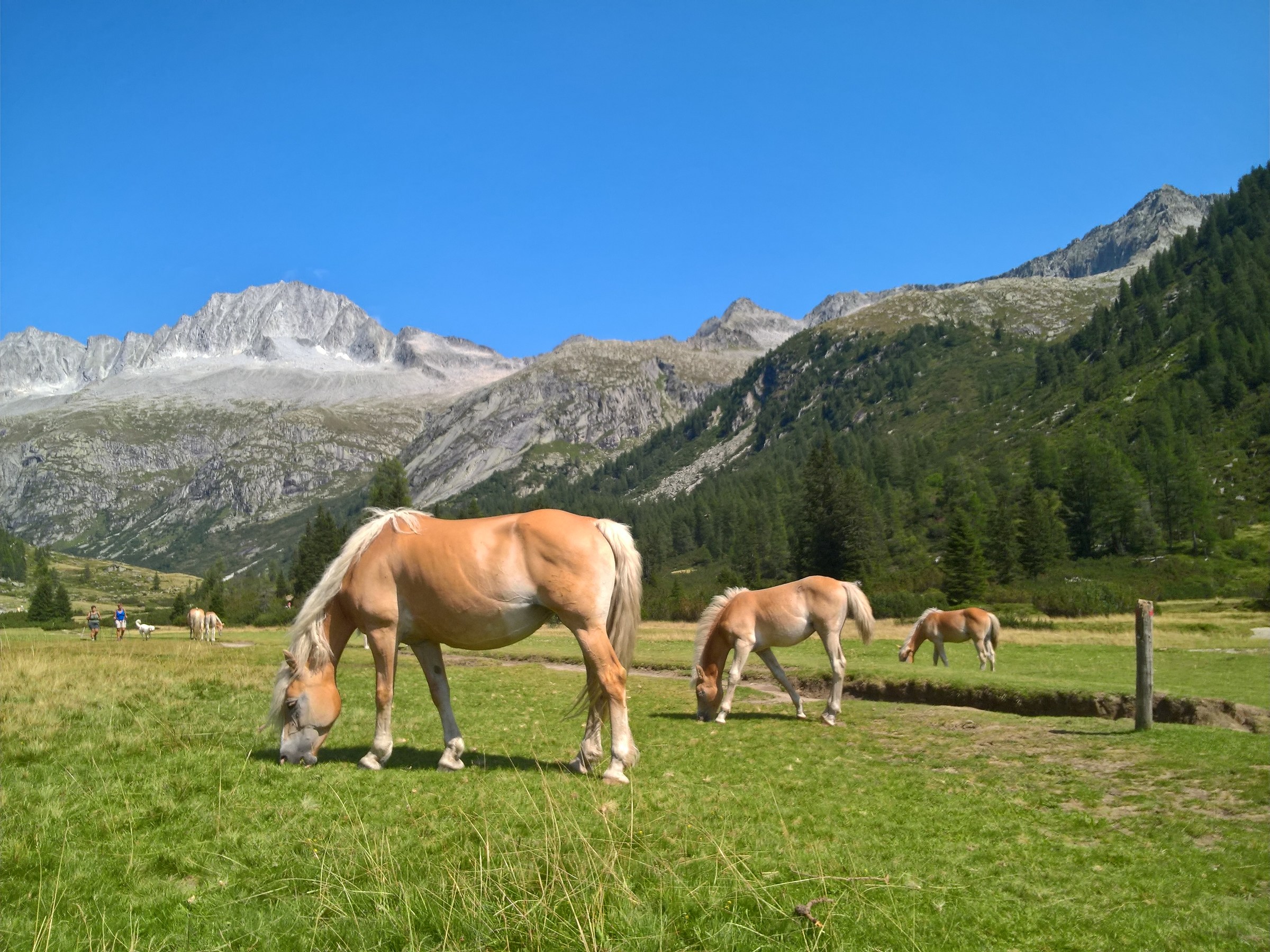 Grazing in the smoke Valley-TN