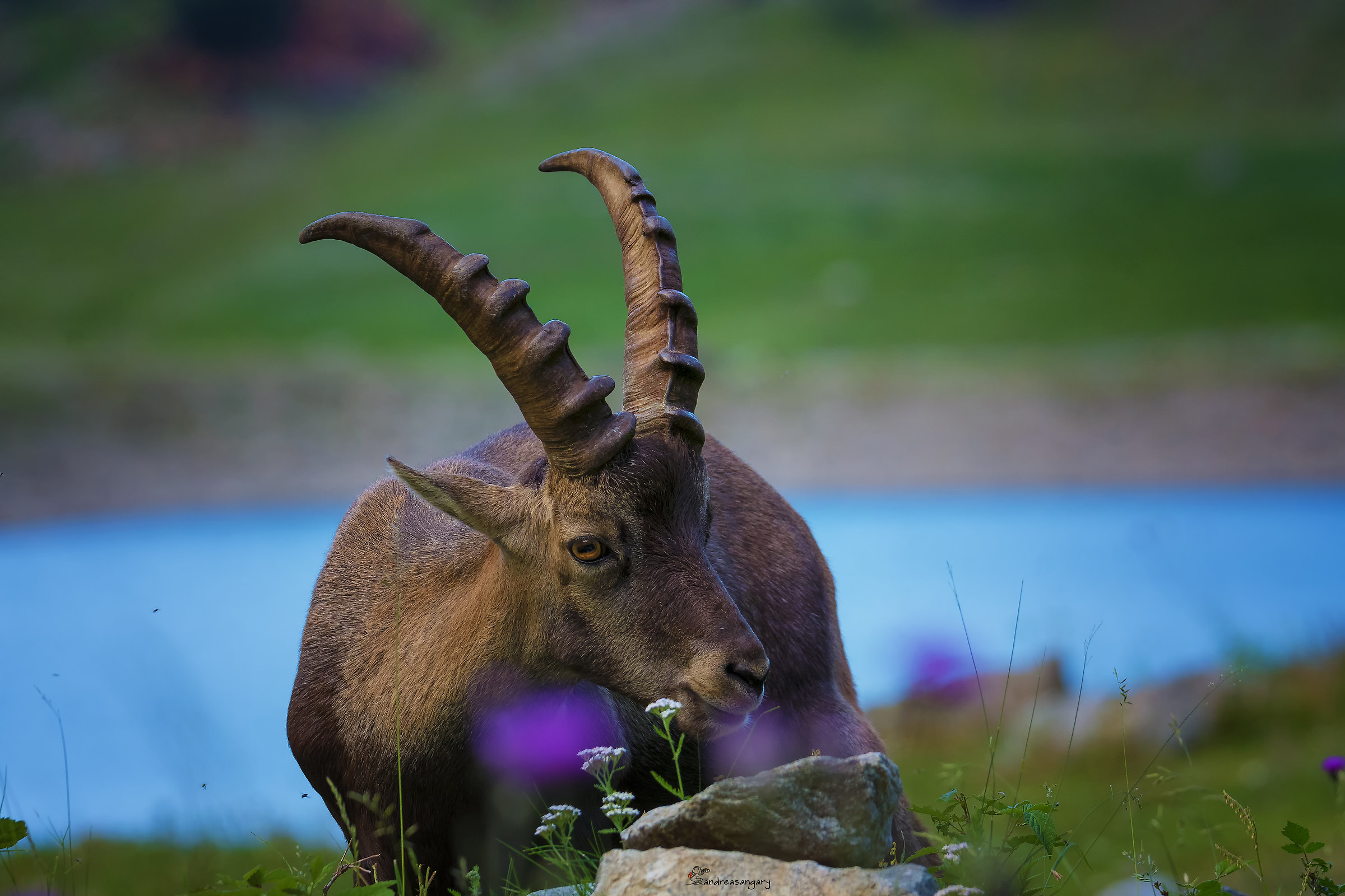 The Ibex and the flower