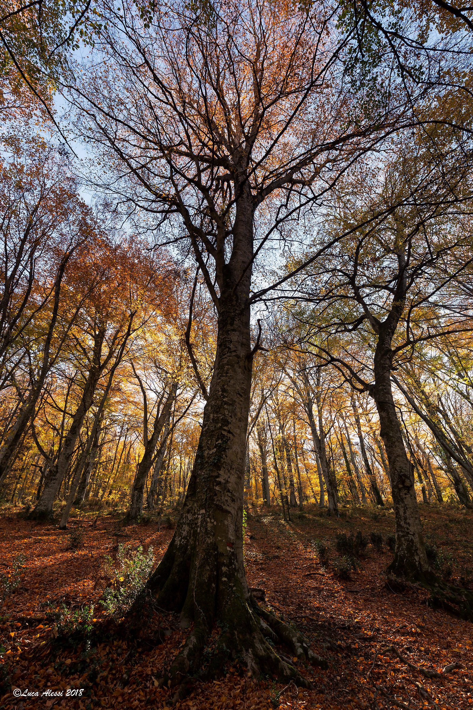 In the Woods of autumn