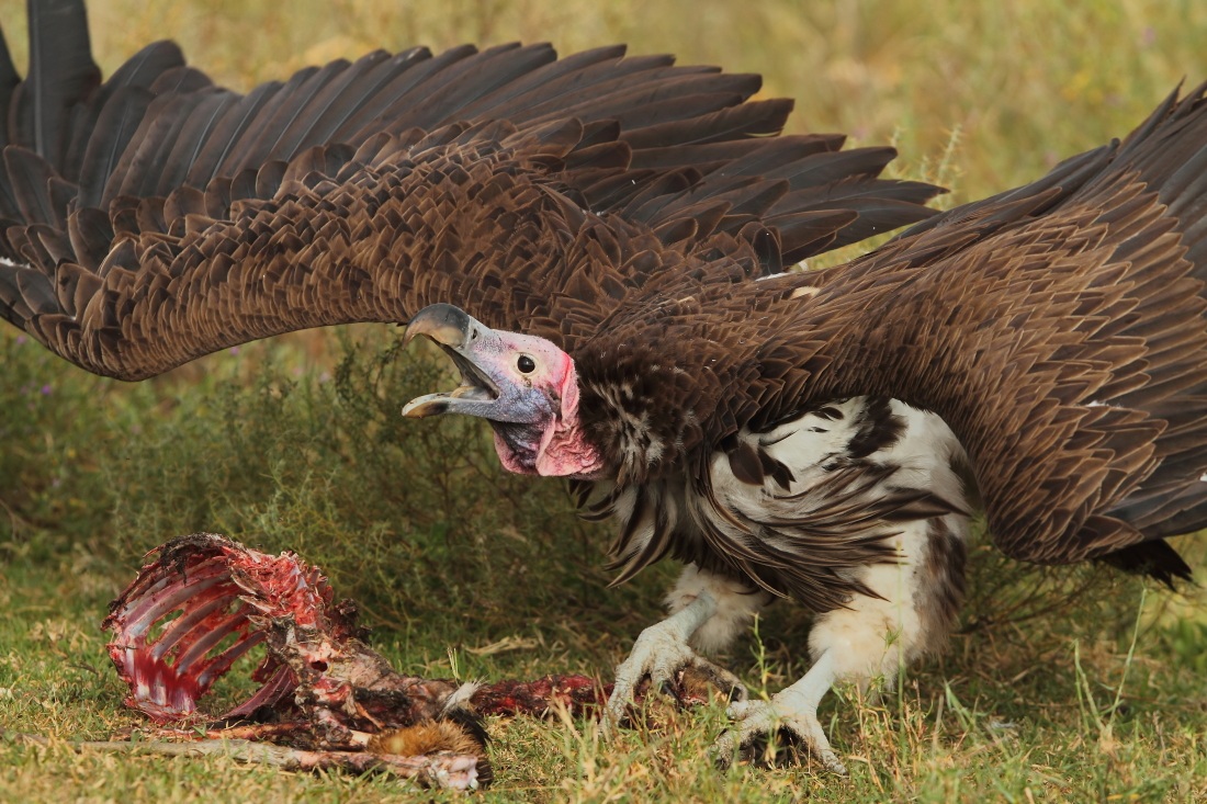 avvoltoio orecchiuto - tanzania