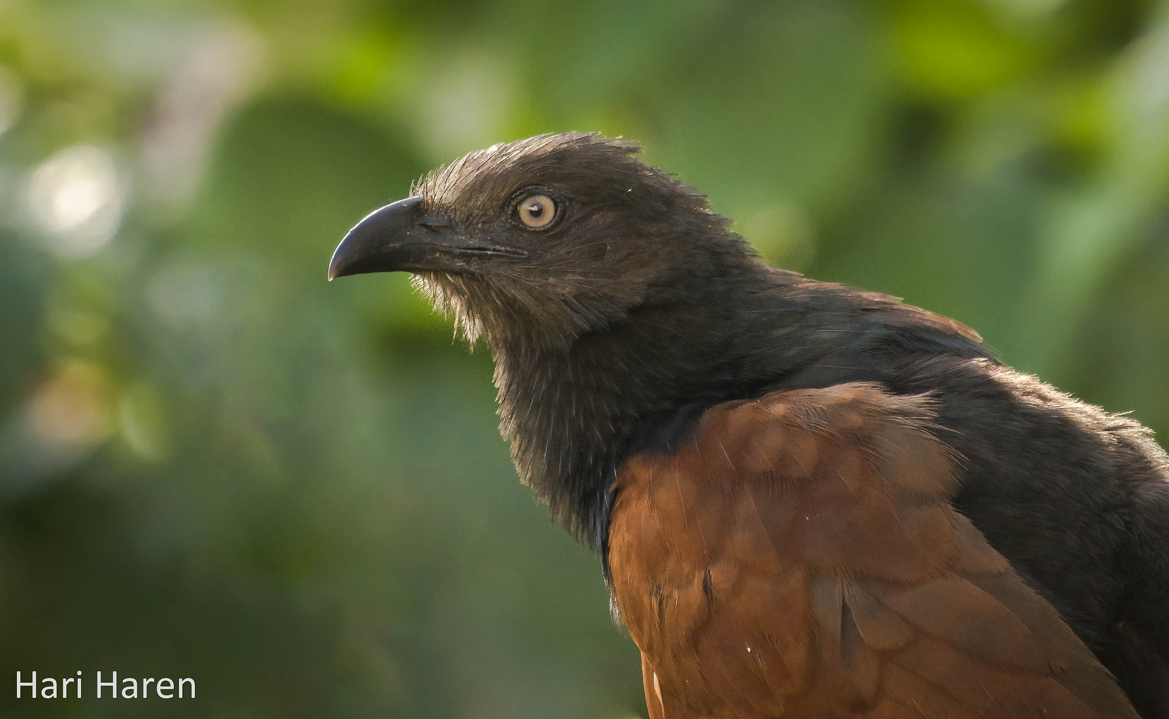 Greater coucal