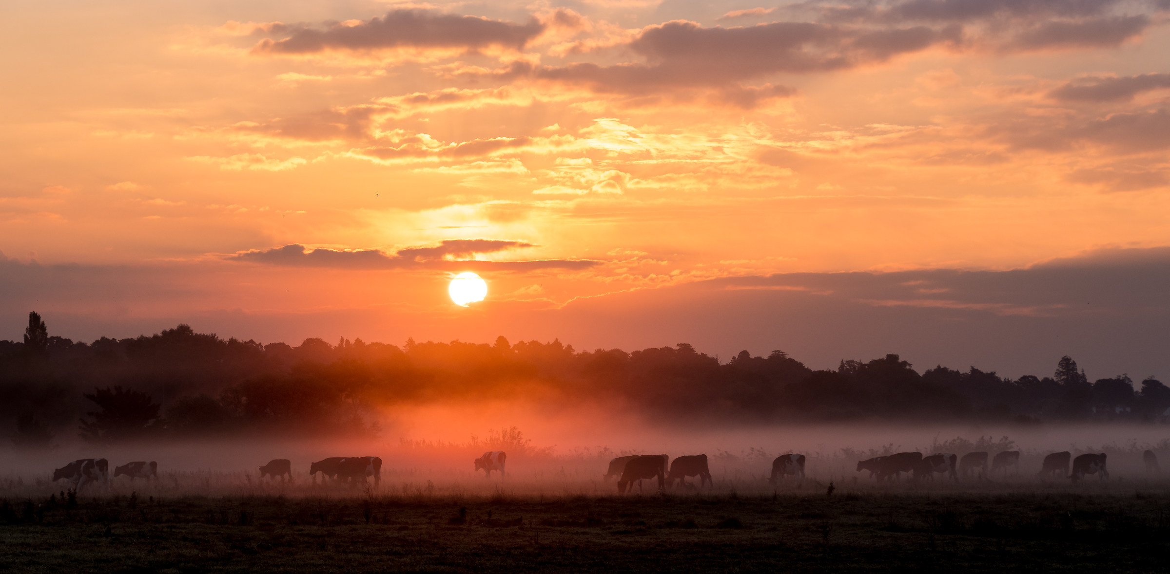 Il Serengeti di Dorset