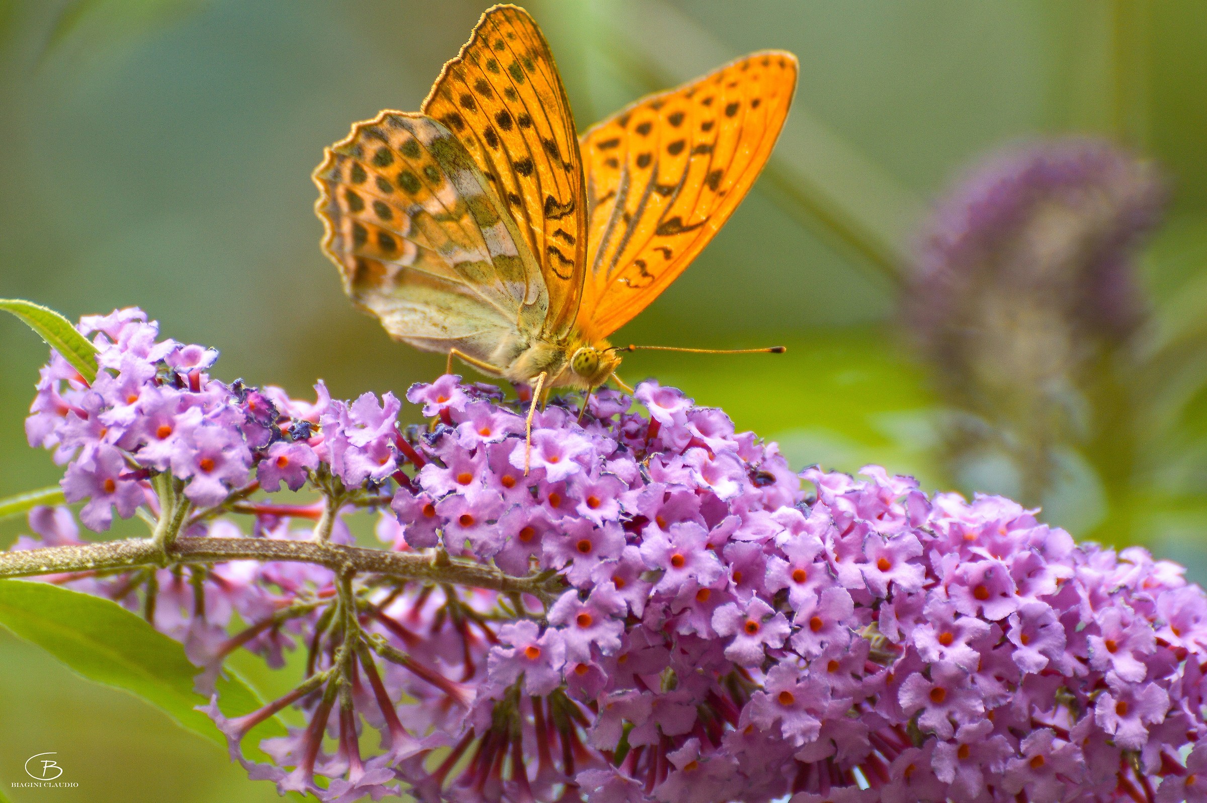 Argynnis Paphia