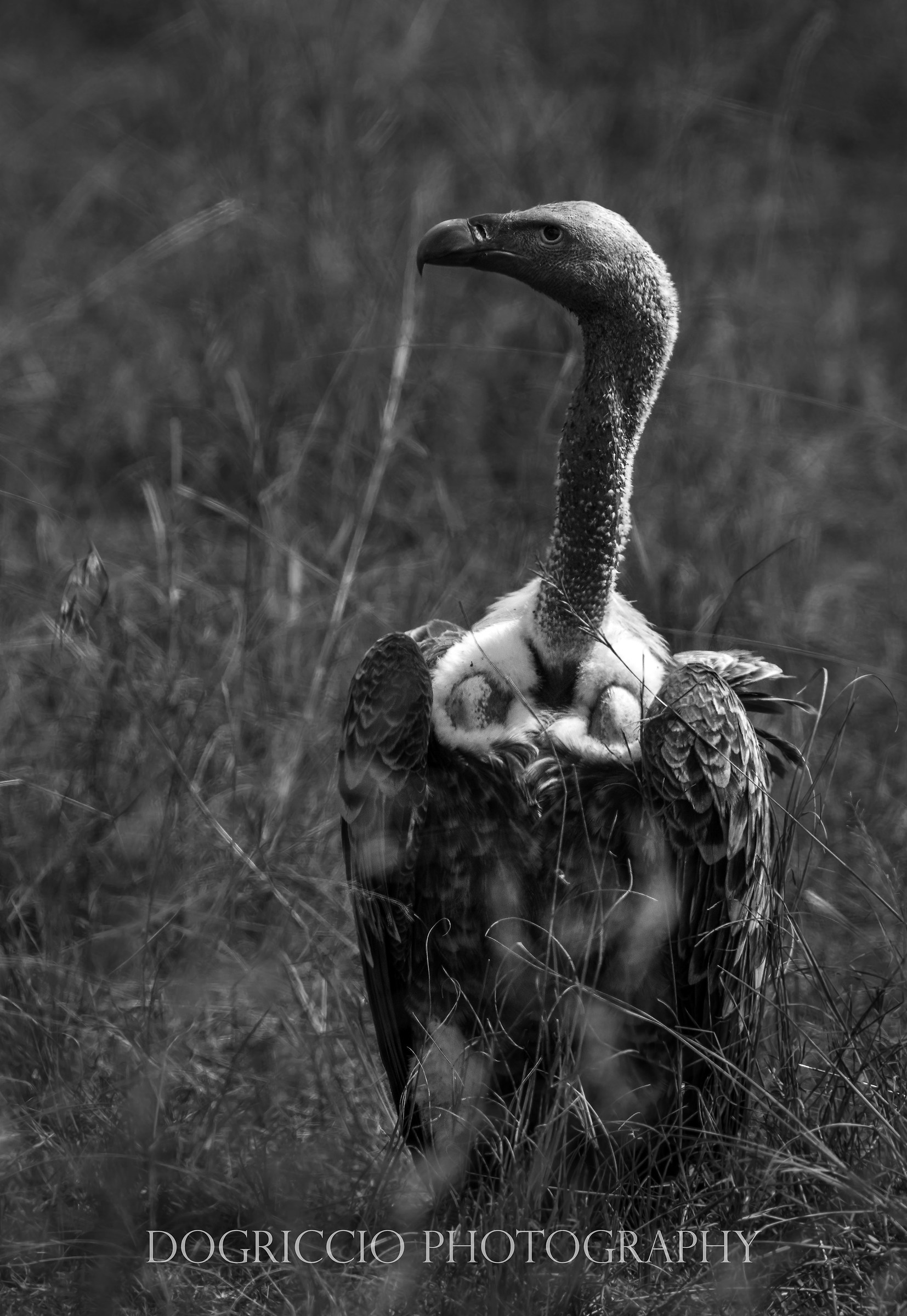 White-backed vulture