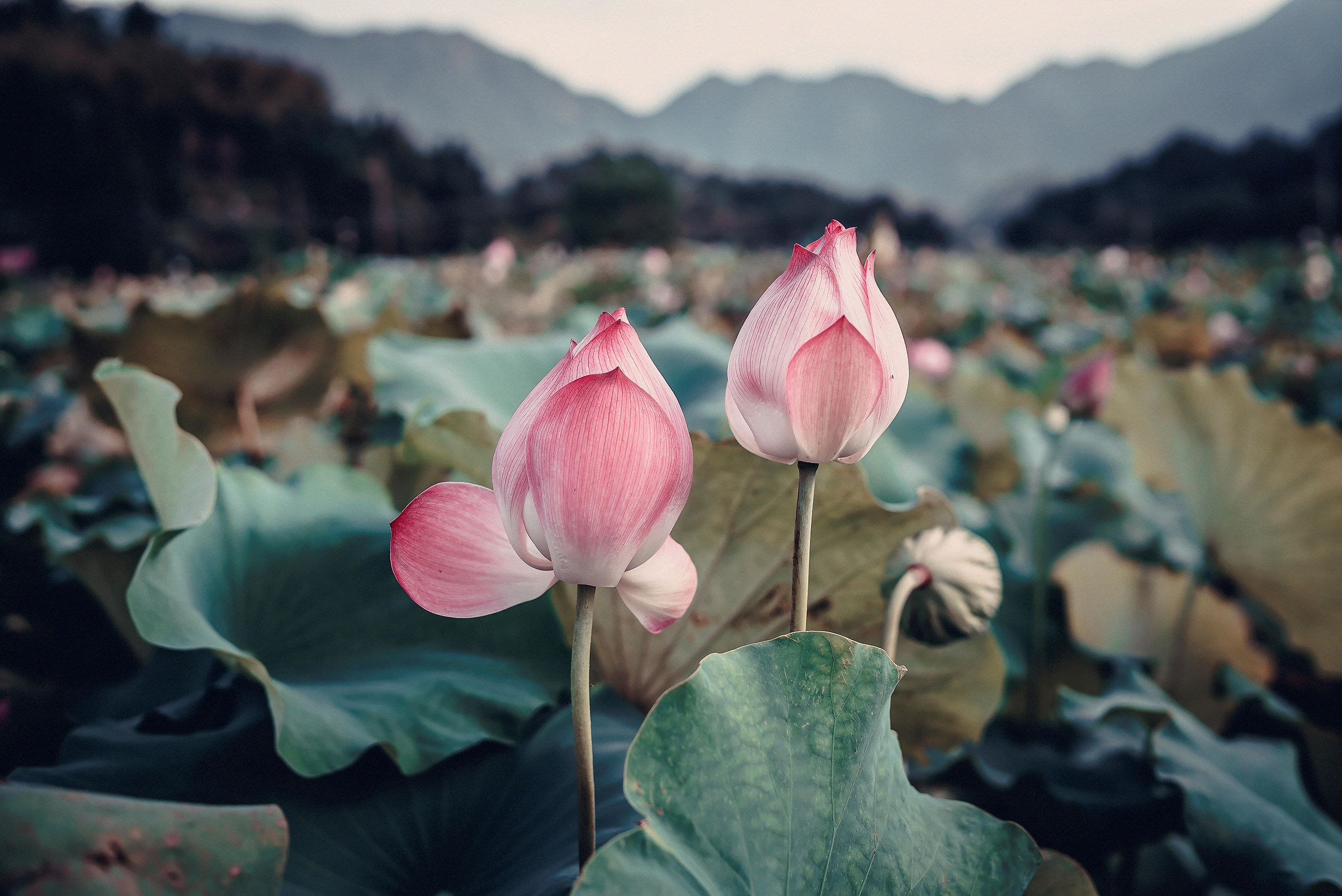 Lotus fowers