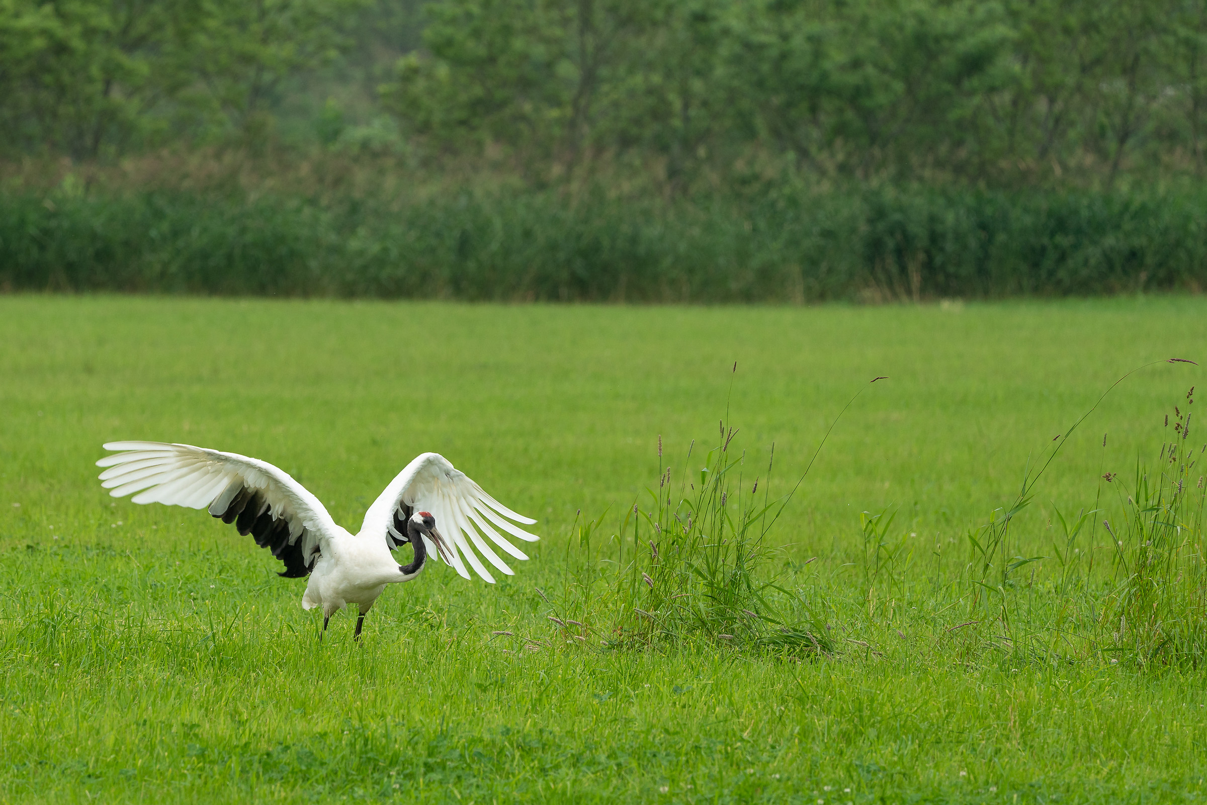 Grus japonensis-Manchuria Cranes-Hokkaido