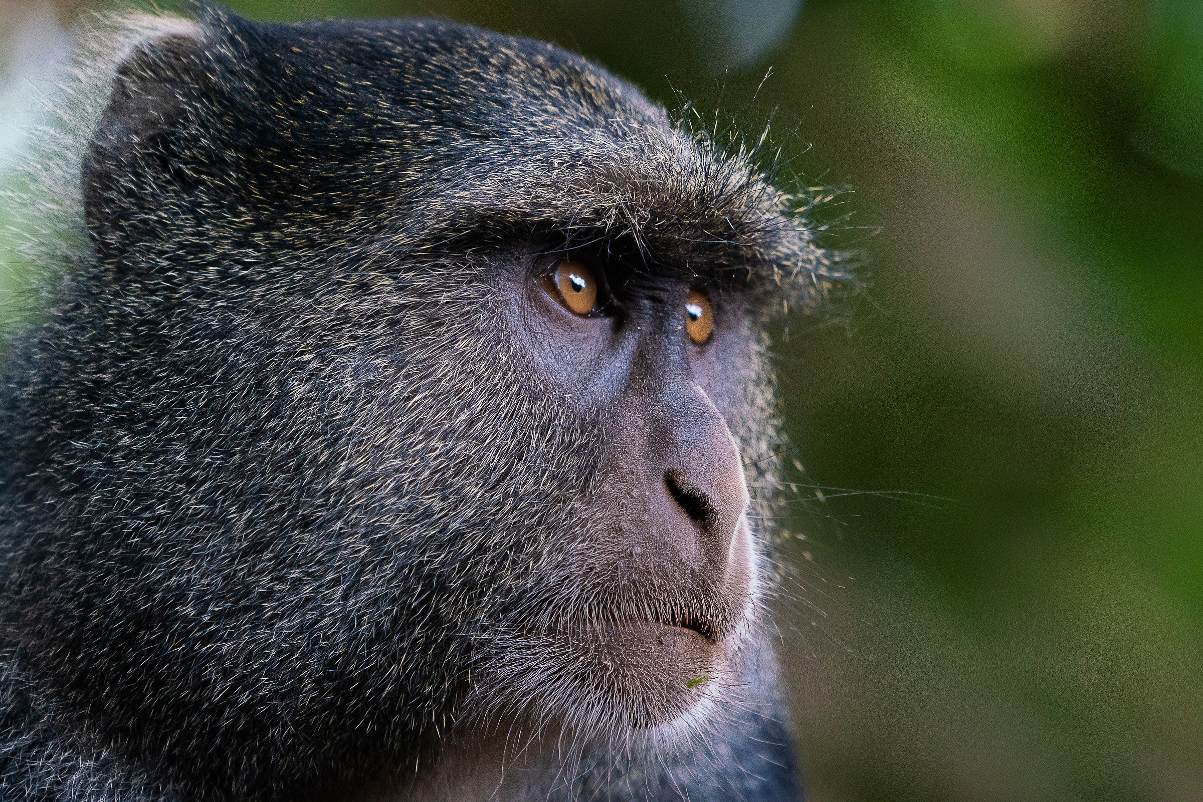 Serengeti-Ngorongoro