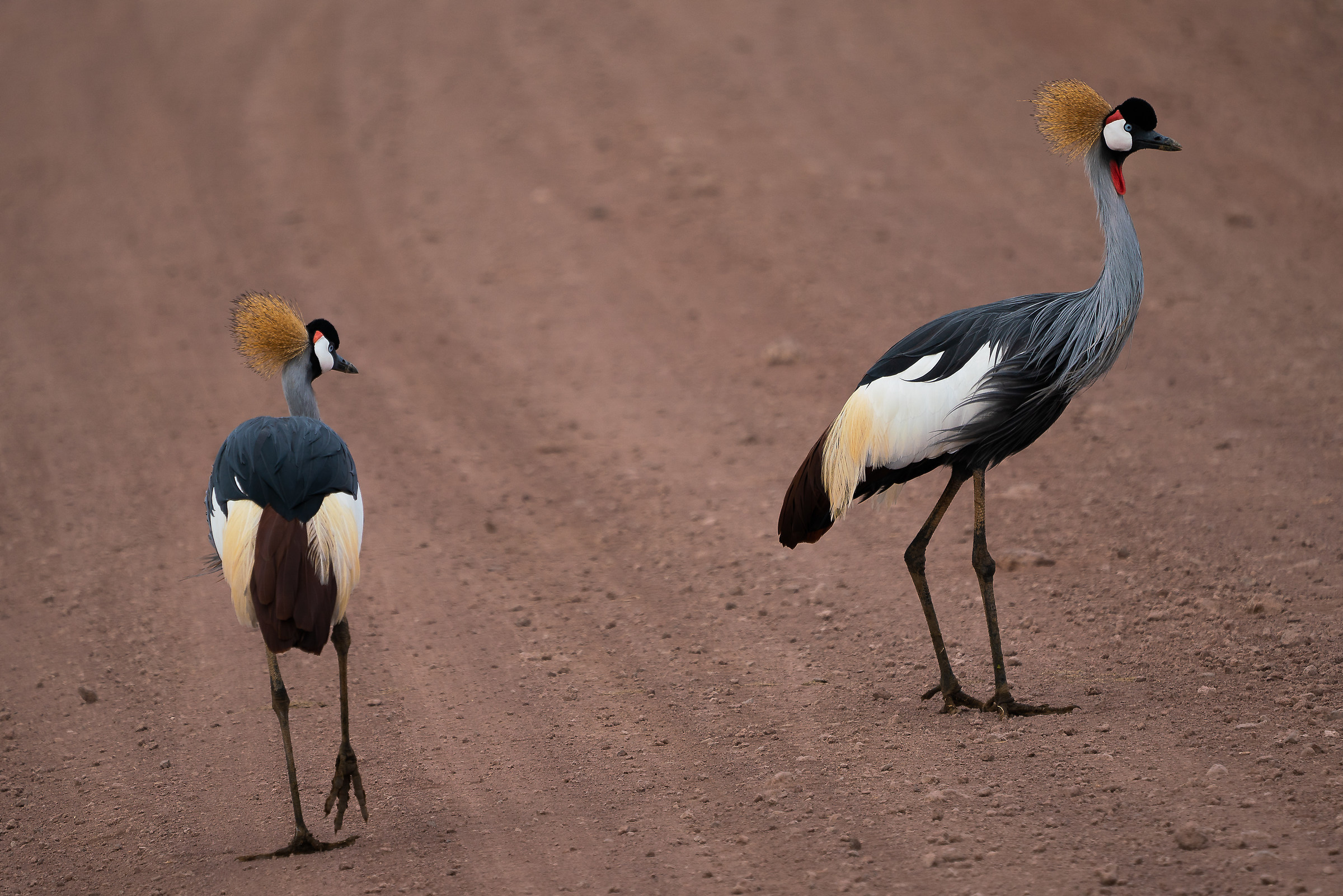 Serengeti - Ngorongoro