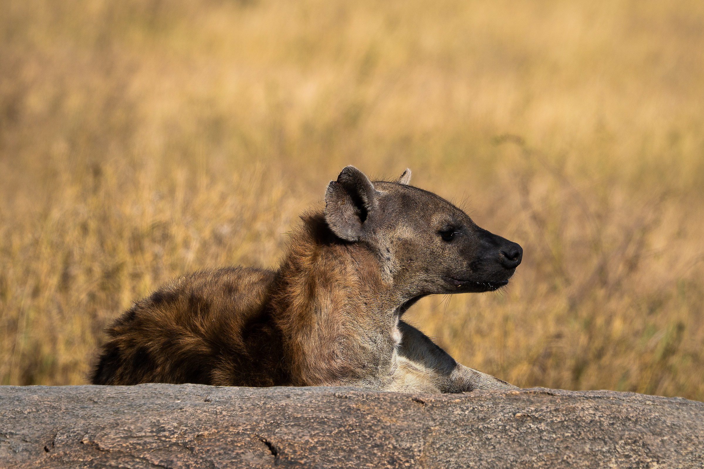 Serengeti - Ngorongoro