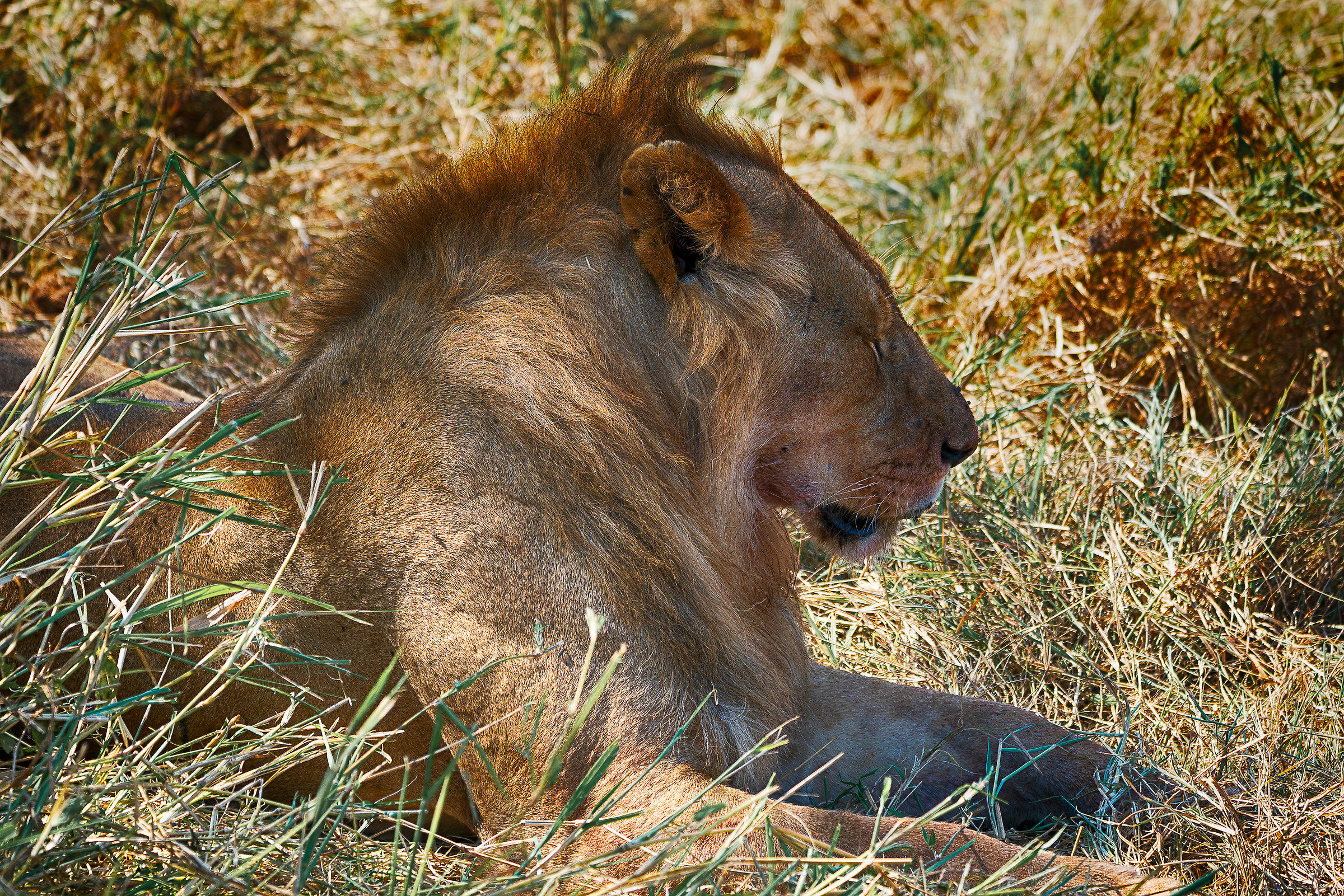 Serengeti - Ngorongoro