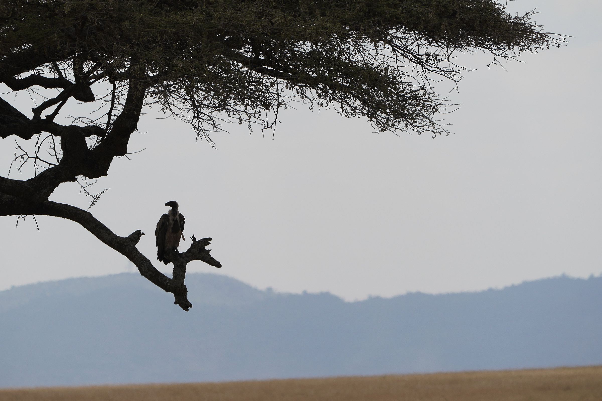 Serengeti-Ngorongoro