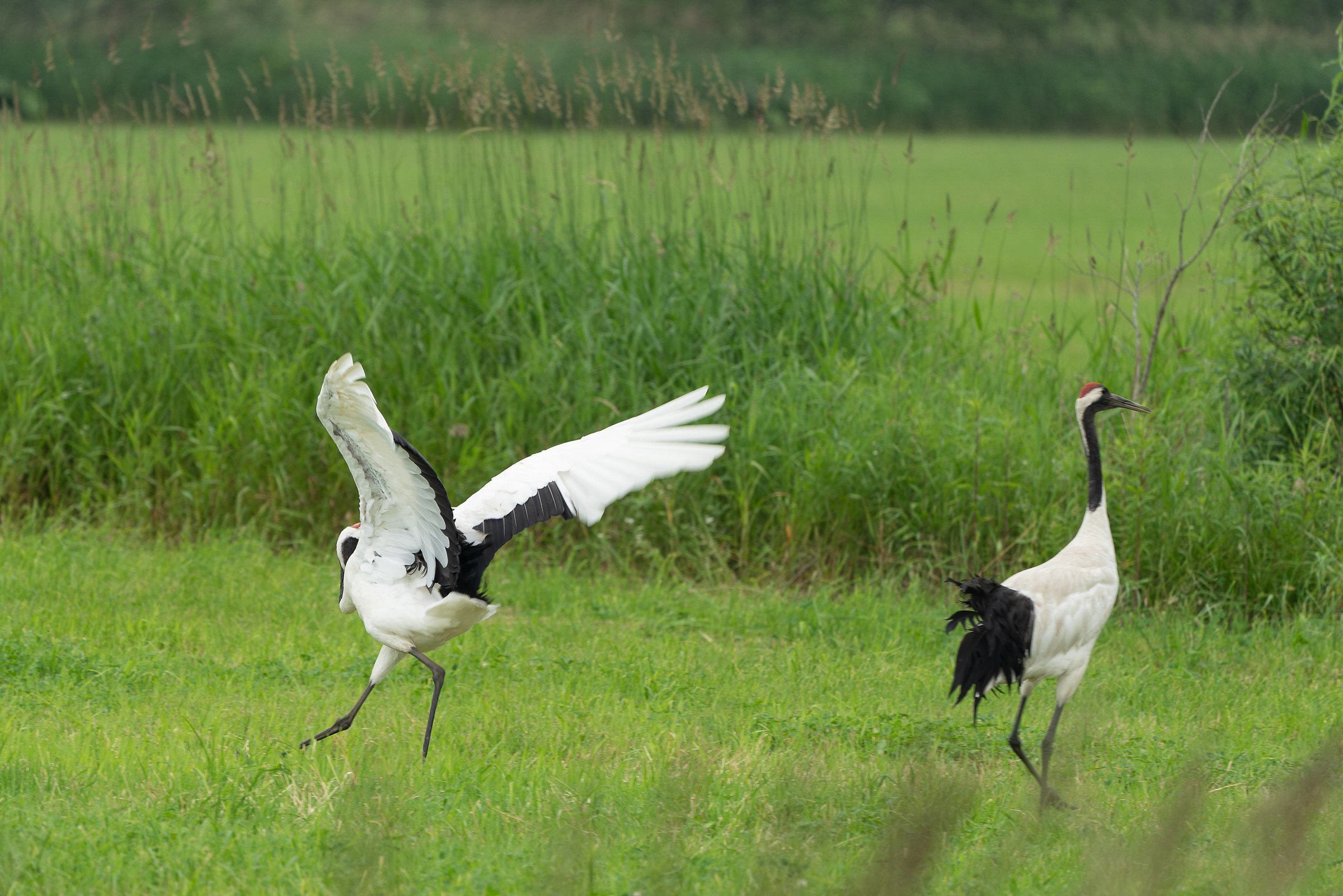 Grus japonensis-Manchuria Cranes-Hokkaido