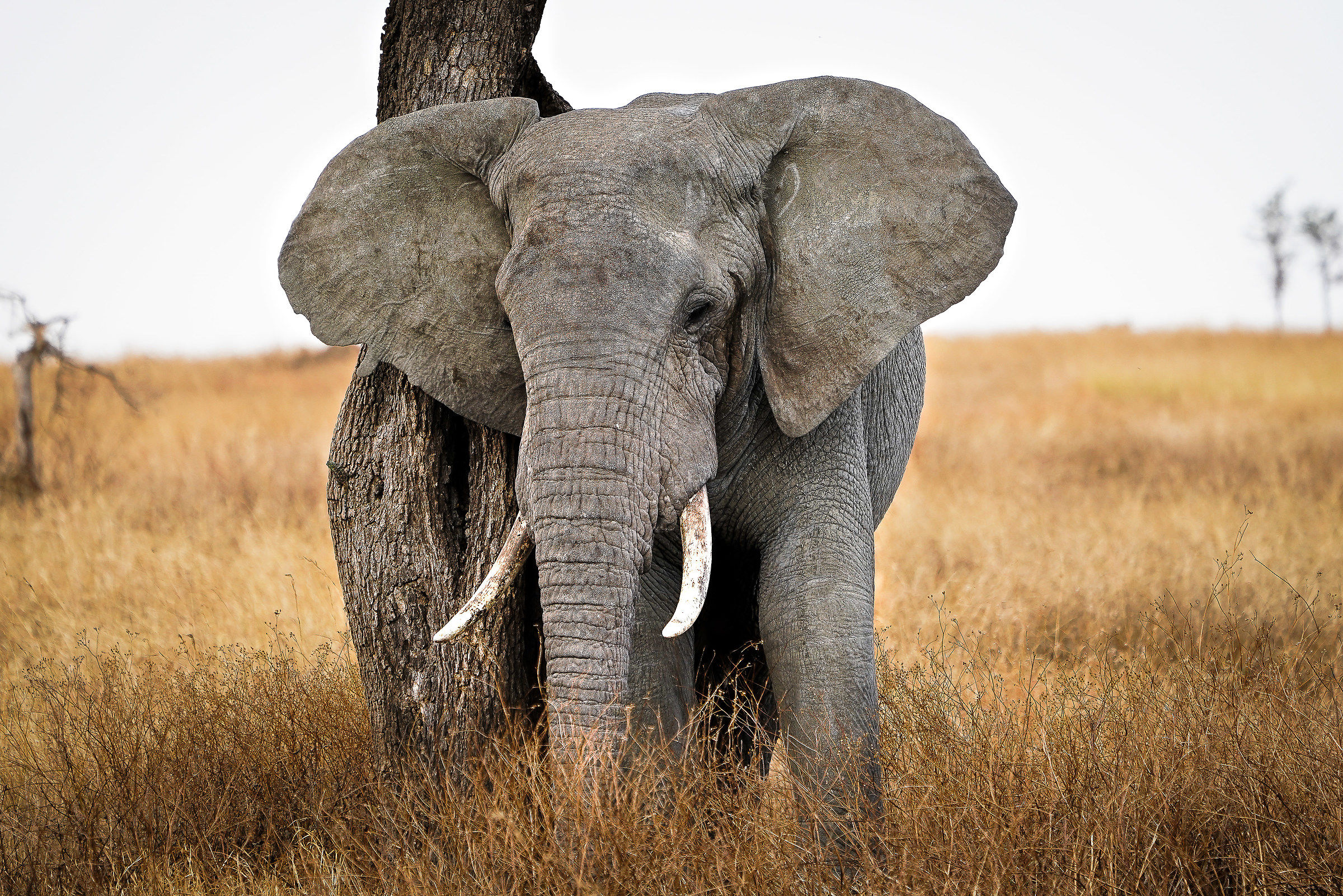 Serengeti - Ngorongoro