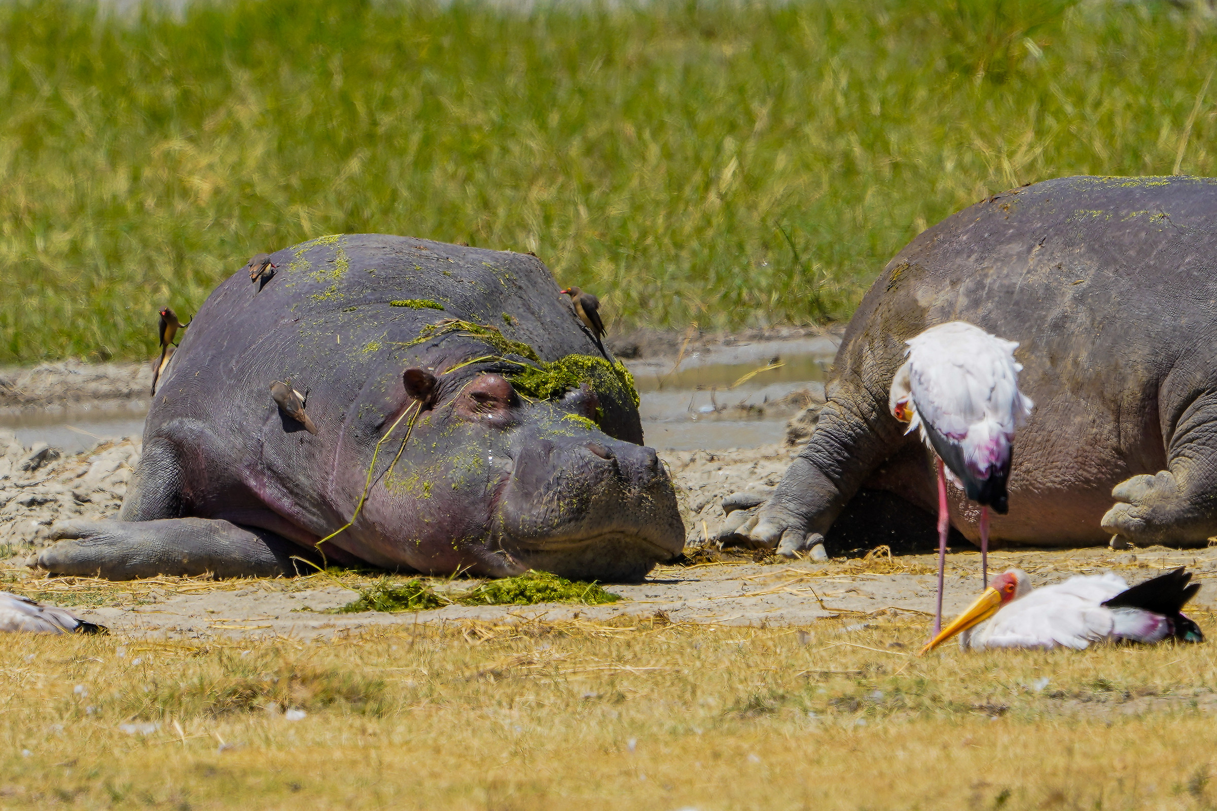 Serengeti-Ngorongoro