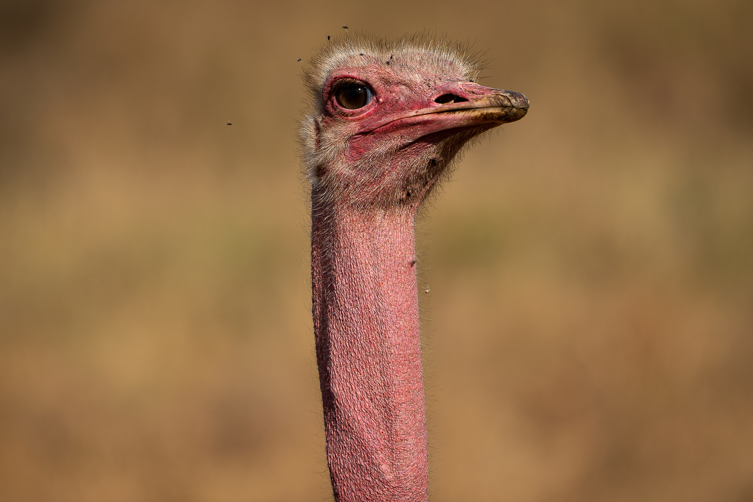Serengeti-Ngorongoro