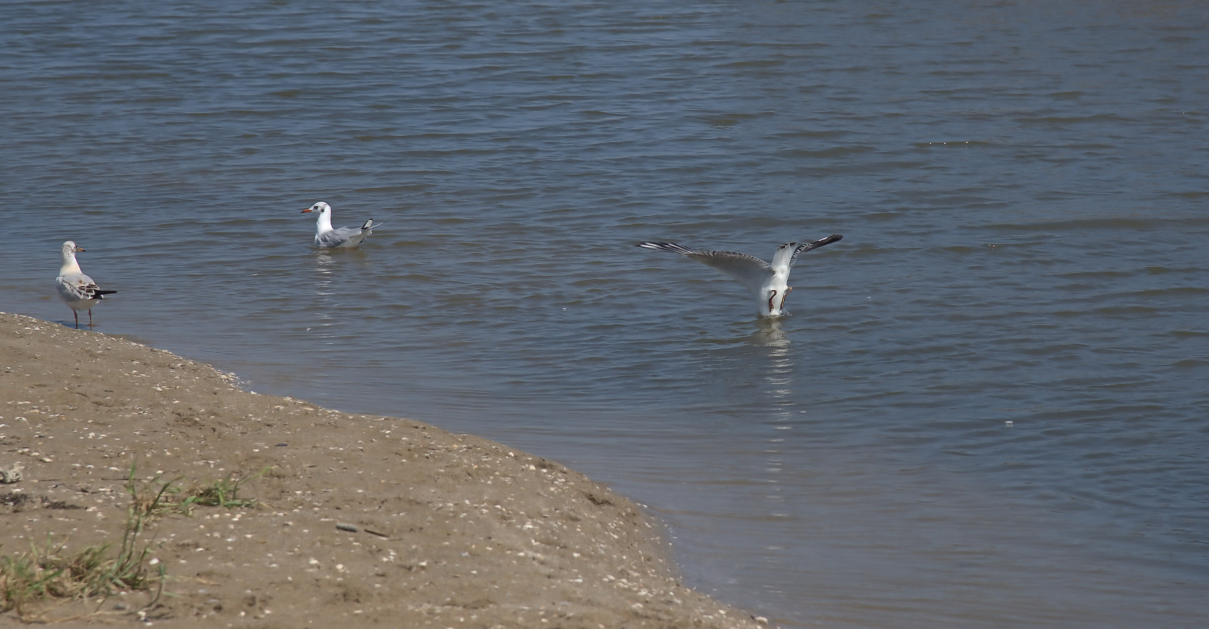 Dive with race judges...