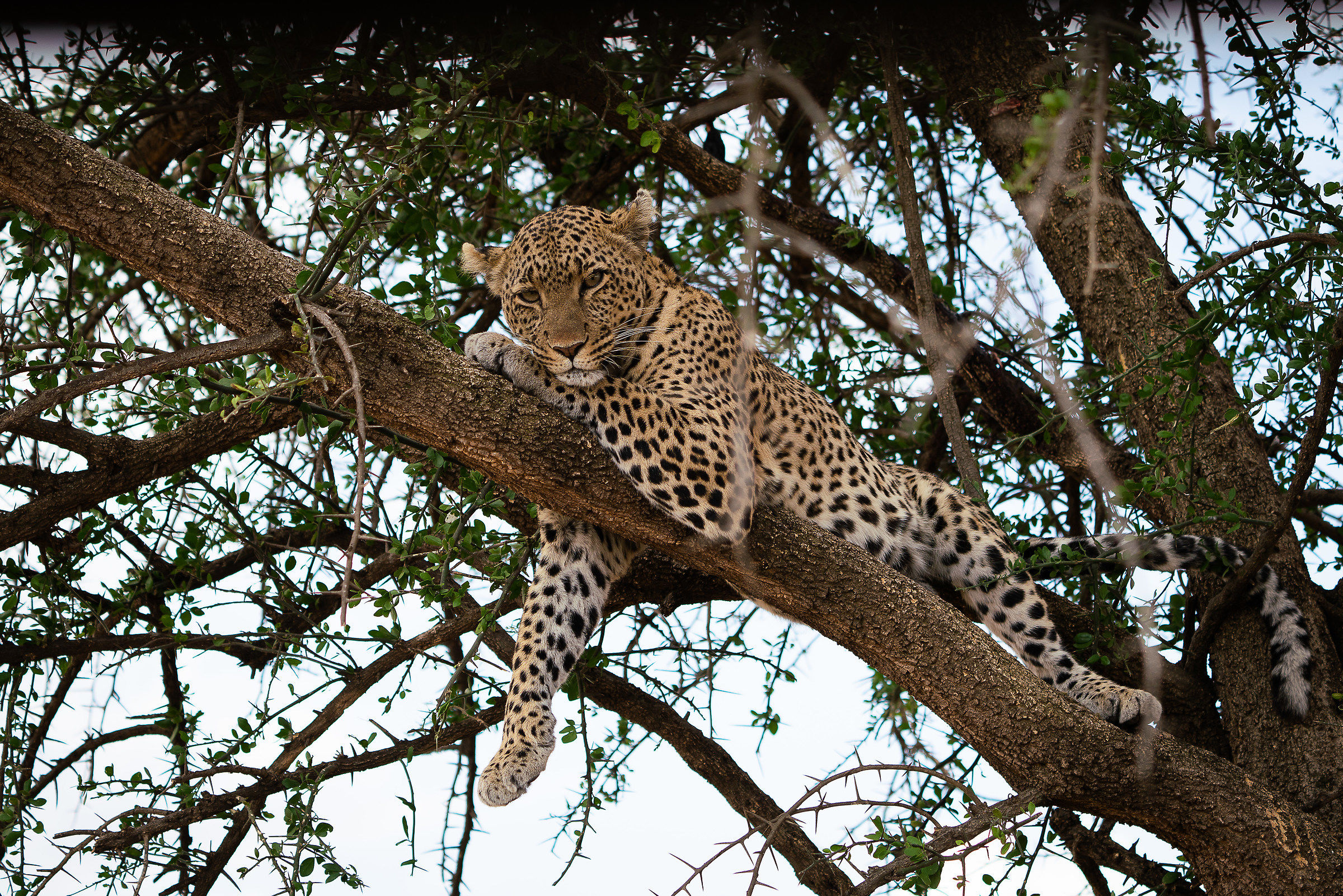 Serengeti-Ngorongoro