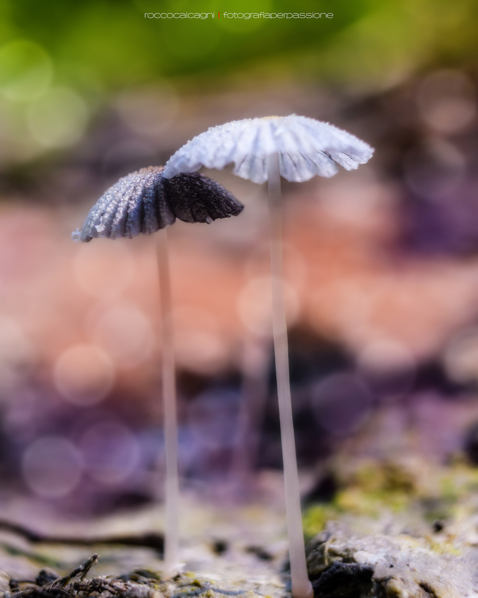 Two Little Mushrooms